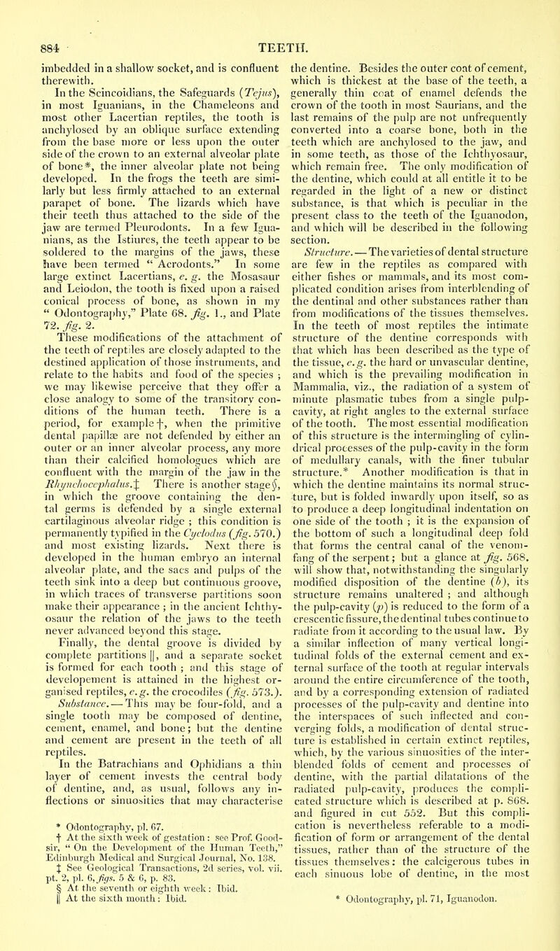 imbedded in a shallow socket, and is confluent therewith. In the Scincoidians, the Safeguards {Tejus), in most Iguanians, in the Chameleons and most other Lacertian reptiles, the tooth is anchylosed by an oblique surface extending from the base more or less upon the outer side of the crown to an external alveolar plate of bone*, the inner alveolar plate not being developed. In the frogs the teeth are simi- larly but less firmly attached to an external parapet of bone. The lizards which have their teeth thus attached to the side of the jaw are termed Pleurodonts. In a few Igua- nians, as the Istiures, the teeth appear to be soldered to the margins of the jaws, these have been termed  Acrodonts. In some large extinct Lacertians, e. g. the Mosasaur and Leiodon, the tooth is fixed upon a raised conical process of bone, as shown in my  Odontography, Plate 68. fig. 1., and Plate 72. fig. 2. These modifications of the attachment of the teeth of reptiles are closely adapted to the destined application of those instruments, and relate to the habits and food of the species ; we may likewise perceive that they offer a close analogy to some of the transitory' con- ditions of the human teeth. There is a period, for example-f-, when the primitive dental papilla; are not defended by either an outer or an inner alveolar process, any more than their calcified homologues which are confluent with the margin of the jaw in the Rhynchocephalus.'\. There is another stage§, in which the groove containing the den- tal germs is defended by a single external cartilaginous alveolar ridge ; this condition is permanently typified in the Cyclodus (fig. 570.) and most existing lizards. Next there is developed in the human embryo an internal alveolar plate, and the sacs and pulps of the teeth sink into a deep but continuous groove, in which traces of transverse partitions soon make their appearance ; in the ancient Ichthy- osaur the relation of the jaws to the teeth never advanced bejond this stage. Finally, the dental groove is divided by complete partitions ||, and a separate socket is formed for each tooth ; and this stage of developement is attained in the highest or- ganised reptiles, e.g. the crocodiles (fig. 573.). Substance. — This may be four-fold, and a single tooth may be composed of dentine, cement, enamel, and bone; but the dentine and cement are present in the teeth of all reptiles. In the Batrachians and Ophidians a thin layer of cement invests the central body of dentine, and, as usual, follows any in- flections or sinuosities that may characterise * Odontography, pi. G7. f At the sixth week of gestation : see Prof. Good- sir,  On the Development of the Human Teeth, Edinburgh Medical and Surgical Journal, No. 138. % See Geological Transactions, 2d series, vol. vii. pt. 2, pi. G,fgs. 5 & G, p. 83. § At the seventh or eighth -week: Ibid. || At the sixth month: Ibid. the dentine. Besides the outer coat of cement, which is thickest at the base of the teeth, a generally thin coat of enamel defends the crown of the tooth in most Saurians, and the last remains of the pulp are not unfrequently converted into a coarse bone, both in the teeth which are anchylosed to the jaw, and in some teeth, as those of the Ichthyosaur, which remain free. The only modification of the dentine, which could at all entitle it to be regarded in the light of a new or distinct substance, is that which is peculiar in the present class to the teeth of the Iguanodon, and which will be described in the following section. Structure. — The varieties of dental structure are few in the reptiles as compared with either fishes or mammals, and its most com- plicated condition arises from interblending of the dentinal and other substances rather than from modifications of the tissues themselves. In the teeth of most reptiles the intimate structure of the dentine corresponds with that which has been described as the type of the tissue, e.g. the hard or unvascular dentine, and which is the prevailing modification in Mammalia, viz., the radiation of a system of minute plasmatic tubes from a single pulp- cavity, at right angles to the external surface of the tooth. The most essential modification of this structure is the intermingling of cylin- drical processes of the pulp-cavity in the form of medullary canals, with the finer tubular structure.* Another modification is that in which the dentine maintains its normal struc- ture, but is folded inwardly upon itself, so as to produce a deep longitudinal indentation on one side of the tooth ; it is the expansion of the bottom of such a longitudinal deep fold that forms the central canal of the venom- fang of the serpent; but a glance at 7%. 568. will show that, notwithstanding the singularly modified disposition of the dentine (b), its structure remains unaltered ; and although the pulp-cavity (p) is reduced to the form of a crescentic fissure, the dentinal tubes continue to radiate from it according to the usual law. By a similar inflection of many vertical longi- tudinal folds of the external cement and ex- ternal surface of the tooth at regular intervals around the entire circumference of the tooth, and by a corresponding extension of radiated processes of the pulp-cavity and dentine into the interspaces of such inflected and con- verging folds, a modification of dental struc- ture is established in certain extinct reptiles, which, by the various sinuosities of the inter- blended folds of cement and processes of dentine, with the partial dilatations of the radiated pulp-cavity, produces the compli- cated structure which is described at p. 868. and figured in cut 552. But this compli- cation is nevertheless referable to a modi- fication of form or arrangement of the dental tissues, rather than of the structure of the tissues themselves: the calcigerous tubes in each sinuous lobe of dentine, in the most * Odontography, pi. 71, Iguanodon.