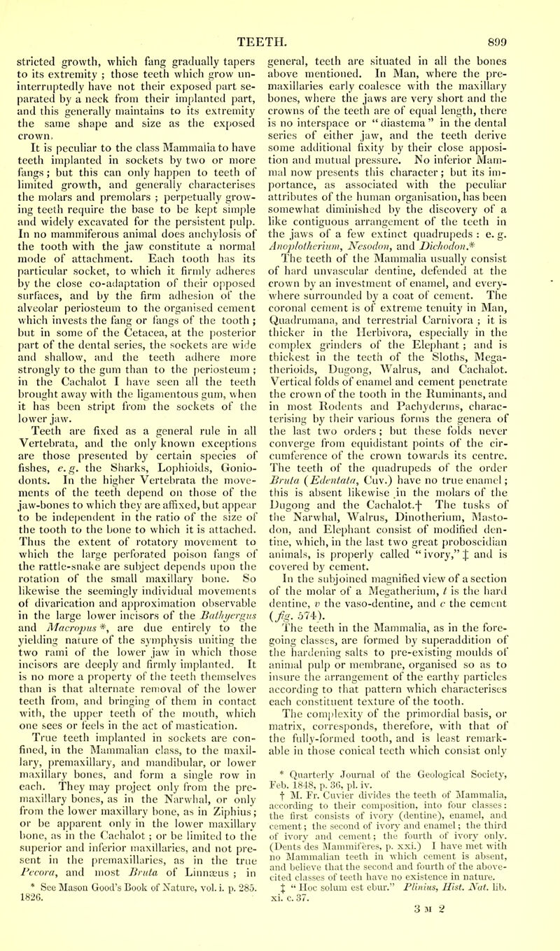 striated growth, which fang gradually tapers to its extremity ; those teeth which grow un- interruptedly have not their exposed part se- parated by a neck from their implanted part, and this generally maintains to its extremity the same shape and size as the exposed crown, It is peculiar to the class Mammalia to have teeth implanted in sockets by two or more fangs ; but this can only happen to teeth of limited growth, and generally characterises the molars and premolars ; perpetually grow- ing teeth require the base to be kept simple and widely excavated for the persistent pulp. In no mammiferous animal does anchylosis of the tooth with the jaw constitute a normal mode of attachment. Each tooth has its particular socket, to which it firmly adheres by the close co-adaptation of their opposed surfaces, and by the firm adhesion of the alveolar periosteum to the organised cement which invests the fang or fangs of the tooth ; but in some of the Cetacea, at the posterior part of the dental series, the sockets are wide and shallow, and the teeth adhere more strongly to the gum than to the periosteum ; in the Cachalot I have seen all the teeth brought away with the ligamentous gum, when it has been stript from the sockets of the lower jaw. Teeth are fixed as a general rule in all Vertebrata, and the only known exceptions are those presented by certain species of fishes, e.g. the Sharks, Lophioids, Gonio- donts. In the higher Vertebrata the move- ments of the teeth depend on those of the jaw-bones to which they are affixed, but appear to be independent in the ratio of the size of the tooth to the bone to which it is attached. Thus the extent of rotatory movement to which the large perforated poison fangs of the rattle-snake are subject depends upon the rotation of the small maxillary bone. So likewise the seemingly individual movements of divarication and approximation observable in the large lower incisors of the Batliyergus and Macropus *, are due entirely to the yielding nature of the symphysis uniting the two rami of the lower jaw in which those incisors are deeply and firmly implanted. It is no more a property of the teeth themselves than is that alternate removal of the lower teeth from, and bringing of them in contact with, the upper teeth of the mouth, which one sees or feels in the act of mastication. True teeth implanted in sockets are con- fined, in the Mammalian class, to the maxil- lary, premaxillary, and mandibular, or lower maxillary bones, and form a single row in each. They may project only from the pre- maxillary bones, as in the Narwhal, or only from the lower maxillary bone, as in Ziphius; or be apparent only in the lower maxillary bone, as in the Cachalot ; or be limited to the superior and inferior maxillaries, and not pre- sent in the premaxillaries, as in the true Pecora, and most Bruta of Linnieus ; in * See Mason Good's Book of Nature, vol. i. p. 285. 182G. general, teeth are situated in all the bones above mentioned. In Man, where the pre- maxillaries early coalesce with the maxillary bones, where the jaws are very short and the crowns of the teeth are of equal length, there is no interspace or diastema in the dental series of either jaw, and the teeth derive some additional fixity by their close apposi- tion and mutual pressure. No inferior Mam- mal now presents this character; but its im- portance, as associated with the peculiar attributes of the human organisation, has been somewhat diminished by the discovery of a like contiguous arrangement of the teeth in the jaws of a few extinct quadrupeds : e. g. Anoplotherium, Nesodon, and Dichodon.* The teeth of the Mammalia usually consist of hard unvascular dentine, defended at the crown by an investment of enamel, and every- where surrounded by a coat of cement. The coronal cement is of extreme tenuity in Man, Quadrumana, and terrestrial Carnivora ; it is thicker in the Herbivora, especially in the complex grinders of the Elephant ; and is thickest in the teeth of the Sloths, Mega- therioids, Dugong, Walrus, and Cachalot. Vertical folds of enamel and cement penetrate the crown of the tooth in the Ruminants, and in most Rodents and Pachyderms, charac- terising by their various forms the genera of the last two orders ; but these folds never converge from equidistant points of the cir- cumference of the crown towards its centre. The teeth of the quadrupeds of the order Bruta {Edentata, Cuv.) have no true enamel; this is absent likewise .in the molars of the Dugong and the Cachalot.\ The tusks of the Narwhal, Walrus, Dinotherium, Masto- don, and Elephant consist of modified den- tine, which, in the last two great proboscidian animals, is properly called  ivory, J and is covered by cement. In the subjoined magnified view of a section of the molar of a Megatherium, t is the hard dentine, v the vaso-dentine, and c the cement (^.574). The teeth in the Mammalia, as in the fore- going classes, are formed by superaddition of the hardening salts to pre-existing moulds of animal pulp or membrane, organised so as to insure the arrangement of the earthy particles according to that pattern which characterises each constituent texture of the tooth. The complexity of the primordial basis, or matrix, corresponds, therefore, with that of the fully-formed tooth, and is least remark- able in those conical teeth which consist only * Quarterly Journal of the Geological Society, Feb. 1848, p. 36, pi. iv. f M. Fr. Cuvier divides the teeth of Mammalia, according to their composition, into four classes: the first consists of ivory (dentine), enamel, and cement; the second of ivory and enamel; the third of ivory and cement; the fourth of ivory only. (Dents des Mammif eres, p. xxi.) I have met with no Mammalian teeth in which cement is absent, and believe that the second and fourth of the above- cited classes of teeth have no existence in nature. J  Hoc solum est ebur. Plinius, Hist. JYat. lib. xi. c. 37.