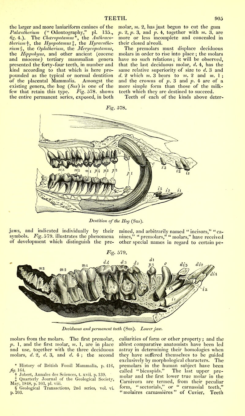 the larger and more laniariform canines of the PalcBotherium ( Odontography, pi. 135., fig. 4.). The Chceropotarnus*, the Anthraco- t/ieriuni-f, the Hyopotamus\, the Hyracotlic- rium§, the Oplotherium, the Merycopotamus, the Hippohyus, and other ancient (eocene and miocene) tertiary mammalian genera presented the forty-four teeth, in number and kind according to that which is here pro- pounded as the typical or normal dentition of the placental Mammalia. Amongst the existing genera, the hog (Sus) is one of the few that retain this type. Fig. 578. shows the entire permanent series, exposed, in both molar, m. 2, has just begun to cut the gum p. 2, p. 3, and 4, together with m. 3, are more or less incomplete and concealed in their closed alveoli. The premolars must displace deciduous molars in order to rise into place ; the molars have no such relations; it will be observed, that the last deciduous molar, d. 4, has the same relative superiority of size to d. 3 and d. 2 which m. 3 bears to in. 2 and m. 1 ; and the crowns of p. 3 and p. 4 are of a more simple form than those of the milk- teeth which they are destined to succeed. Teeth of each of the kinds above deter- Fig. 578. Dentition of the Hog (Sus). jaws, and indicated individually by their mined, and arbitrarily named  incisors,  ca- symbols. Fig. 579. illustrates the phenomena nines,  premolars,  molars, have received of development which distinguish the pre- other special names in regard to certain pe- Deciduous and permanent teeth (Sus). Lower jaw. molars from the molars. The first premolar, p. 1, and the first molar, m. 1, are in place and use, together with the three deciduous molars, d. 2, d. 3, and d. 4 ; the second * History of British Fossil Mammalia, p. 416, fig. 164. t Jobert, Annates des Sciences, t. xvii. p. 139. j Quarterly Journal of the Geological Society, May, 1848, p. 103, pi. viii. § Geological Transactions, 2nd series, vol. vi. p. 203. culiarities of form or other property; and the ablest comparative anatomists have been led astray in determining their homologies when they have suffered themselves to be guided exclusively by morphological characters. The premolars in the human subject have been called  bicuspids. The last upper pre- molar and the first lower true molar in the Carnivora are termed, from their peculiar form,  sectorials, or  carnassial teeth, molaires carnassieres of Cuvier, Teeth