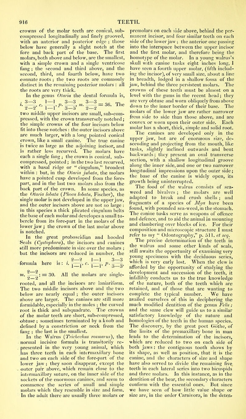 crowns of the molar teeth arc conical, sub- compressed longitudinally and finely grooved, with an anterior and posterior edge ; those below have generally a slight notch at the fore and back part of the base. The first molars, both above and below, are the smallest, with a simple crown and a single ventricose fang ; the second and third above, and the second, third, and fourth below, have two connate roots ; the two roots are commonly distinct in the remaining posterior molars : all the roots are very thick. In the genus Otaria the dental formula is, ■ 3—3 1—1 3—3 3—3 „„ rp, 2. , c. , p. , m. — 36. The 2—2' 1—1 1 3—3 2—2 two middle upper incisors are small, sub-com- pressed, with the crown transversely notched ; the simple crowns of the four incisors below fit into these notches : the outer incisors above are much larger, with a long pointed conical crown, like a small canine. The true canine is twice as large as the adjoining incisor, and is rather less recurved. The molars have each a single fang ; the crown is conical, sub- compressed, pointed ; in the two last recurved, with a basal ridge or  cingulum, broadest within : but, in the Otaria jubata, the molars have a pointed cusp developed from the fore- part, and in the last two molars also from the back part of the crown. In some species, as the Otaria lobata (Phoca lubata, Fischer), the 6ingle molar is not developed in the upper jaw, and the outer incisors above are not so large : in this species a thick plicated cingulum belts the base of each molar and developes a small tu- bercle from its fore-part in the molars of the lower jaw ; the crown of the last molar above is notched. In the great proboscidian and hooded Seals (Cystopkora), the incisors and canines still more predominate in size over the molars ; but the incisors are reduced in number, the formula here is; i. ^ ^ c. ^ ^, p. 2 2 m. -—-: = 30. All the molars are single- rooted, and all the incisors are laniariform. The two middle incisors above and the two below are nearly equal ; the outer incisors above are larger. The canines are still more formidable, especially in the males ; the curved root is thick anil subquadrate. The crowns of the molar teeth are short, sub-compressed, obtuse; sometimes terminated by a knob and defined by a constriction or neck from the fanir ; the last is the smallest. In the Walrus (Tric/iechus rosmarus), the normal incisive formula is transitorily re- presented in the very young animal, which lias three teeth in each intermaxillary hone ami two on each side of the fore-part of the lower jaw ; they soon disappear, except the outer pair above, which remain close to the intermaxillary suture, on the inner side of the sockets of the enormous canines, and seem to commence the series of small and simple molars which they resemble in size and form. In the adult there are usually three molars or premolars on each side above, behind the per- manent incisor, and four similar teeth on each side of the lower jaw ; the anterior one passing into the interspace between the upper incisor and the first molar, and therefore being the homotype of the molar. In a young walrus's skull with canine tusks eight inches long, I have seen a fourth upper molar, (fifth includ- ing the incisor), of very small size, about a line in breadth, lodged in a shallow fossa of the jaw, behind the three persistent molars. The crowns of these teeth must be almost on a level with the gums in the recent head; they are very obtuse and worn obliquely from above clown to the inner border of their base. The molars of the lower jaw are rather narrower from side to side than those above, and are convex or worn upon their outer side. Each molar has a short, thick, simple and solid root. The canines are developed only in the upper jaw, but are of enormous size, de- scending and projecting from the mouth, like tusks, slightly inclined outwards and bent backwards; they present an oval transverse section, with a shallow longitudinal groove along the inner side, and one or two narrower longitudinal impressions upon the outer side; the base of the canine is widely open, its growth being uninterrupted. The food of the walrus consists of sea- weed and bivalves ; the molars are well adapted to break and crush shells ; and fragments of a species of Mya have been found, with pounded sea-weed, in the stomach. The canine tusks serve as weapons of offence and defence, and to aid the animal in mounting and clambering over blocks of ice. For their composition and microscopic structure I must refer to my  Odontography, p. 511, et seq. The precise determination of the teeth in the walrus and some other kinds of seals, still awaits the opportunity of examining very young specimens with the deciduous series, which is very early lost. When the clew is afforded by the opportunity of studying the development and succession of the teeth, it infallibly conducts us to the true knowledge of the nature, both of the teeth which are retained, and of those that are wanting to complete the typical number. We have availed ourselves of this in deciphering the much modified dentition of the genus Felis ; and the same clew will guide us to a similar satisfactory knowledge of the nature and homologies of the teeth in the human species. The discovery, by the great poet Oothe, of the limits of the premaxillary bone in man leads to the determination of the incisors, which are reduced to two on each side of both jaws: the contiguous tooth shows by its shape, as well as position, that it is the canine, and the characters of size and shape have also served to divide the remaining five, teeth in each lateral series into two bicuspids and three molars. In this instance, as in the dentition of the bear, the secondary characters conform with the essential ones. But since we have seen of how little value shape or size are, in the order Carnivora, in the deter-