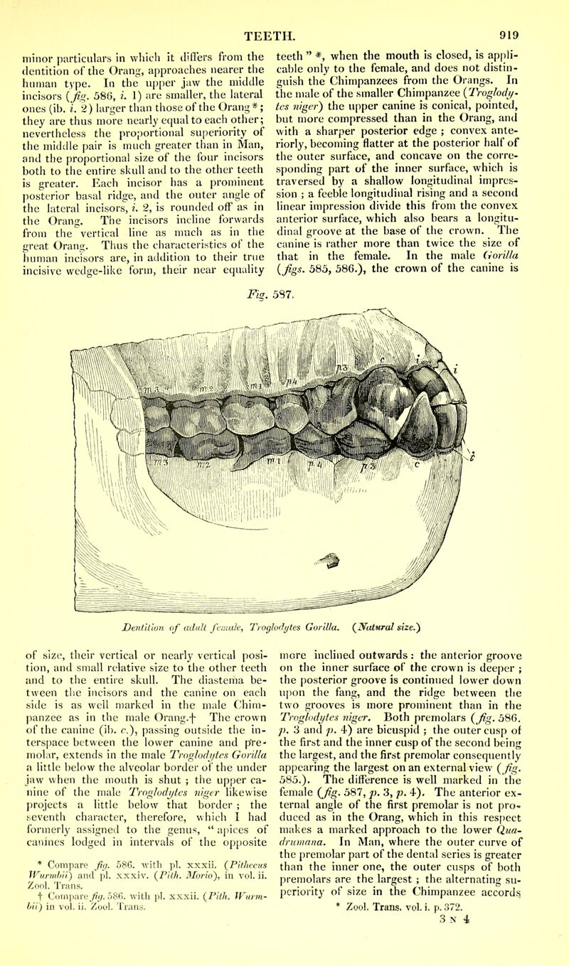 minor particulars in which it differs from the dentition of the Orang, approaches nearer the human type. In the upper jaw the middle incisors (jig. 586, I 1) are smaller, the lateral ones (ib. i. 2 ) larger than those of the Orang *; they are thus more nearly equal to each other; nevertheless the proportional superiority of the middle pair is much greater than in Man, and the proportional size of the four incisors both to the entire skull and to the other teeth is greater. Each incisor has a prominent posterior basal ridge, and the outer angle of the lateral incisors, i. 2, is rounded off as in the Orang. The incisors incline forwards from the vertical line as much as in the great Orang. Thus the characteristics of the human incisors are, in addition to their true incisive wedge-like form, their near equality teeth  *, when the mouth is closed, is appli- cable only to the female, and does not distin- guish the Chimpanzees from the Orangs. In the male of the smaller Chimpanzee {Troglody- tes niger) the upper canine is conical, pointed, but more compressed than in the Orang, and with a sharper posterior edge ; convex ante- riorly, becoming natter at the posterior half of the outer surface, and concave on the corre- sponding part of the inner surface, which is traversed by a shallow longitudinal impres- sion ; a feeble longitudinal rising and a second linear impression divide this from the convex anterior surface, which also bears a longitu- dinal groove at the base of the crown. The canine is rather more than twice the size of that in the female. In the male Gorilla {figs. 585, 586.), the crown of the canine is Fis. 587. Dentition of adult female, Troglodytes Gorilla. {Nictural size.} of size, their vertical or nearly vertical posi- tion, and small relative size to the other teeth and to the entire skull. The diastema be- tween the incisors and the canine on each side is as well marked in the male Chim- panzee as in the male Orang.f The crown of the canine (ib. <\), passing outside the in- terspace between the lower canine and pre- molar, extends in the male Troglodytes Gorilla a little below the alveolar border of the under jaw when the mouth is shut ; the upper ca- nine of the male Troglodytes niger likewise projects a little below that border ; the seventh character, therefore, which I had formerly assigned to the genus,  apices of canines lodged in intervals of the opposite * Compare fig. 586. with pi. xxxii. {Pithceus Wurmbil) ami pi. xxxiv. {Pith. Morio}, in vol. ii. Zool. Trans. f Compare./iij. 586. with pi. xxxii. {Pith. Wurm- bii) in vol. ii. Zool. Trans. more inclined outwards : the anterior groove on the inner surface of the crown is deeper ; the posterior groove is continued lower down upon the fang, and the ridge between the two grooves is more prominent than in the Troglodytes niger. Both premolars {fig. 586. p. 3 and p. 4) are bicuspid ; the outer cusp of the first and the inner cusp of the second being the largest, and the first premolar consequently appearing the largest on an external view {fig. 585.). The difference is well marked in the female (Jig. 587, p. 3, p. 4). The anterior ex- ternal angle of the first premolar is not pro- duced as in the Orang, which in this respect makes a marked approach to the lower Qua- drumana. In Man, where the outer curve of the premolar part of the dental series is greater than the inner one, the outer cusps of both premolars are the largest ; the alternating su- periority of size in the Chimpanzee accords * Zool. Trans, vol. i. p. 372.