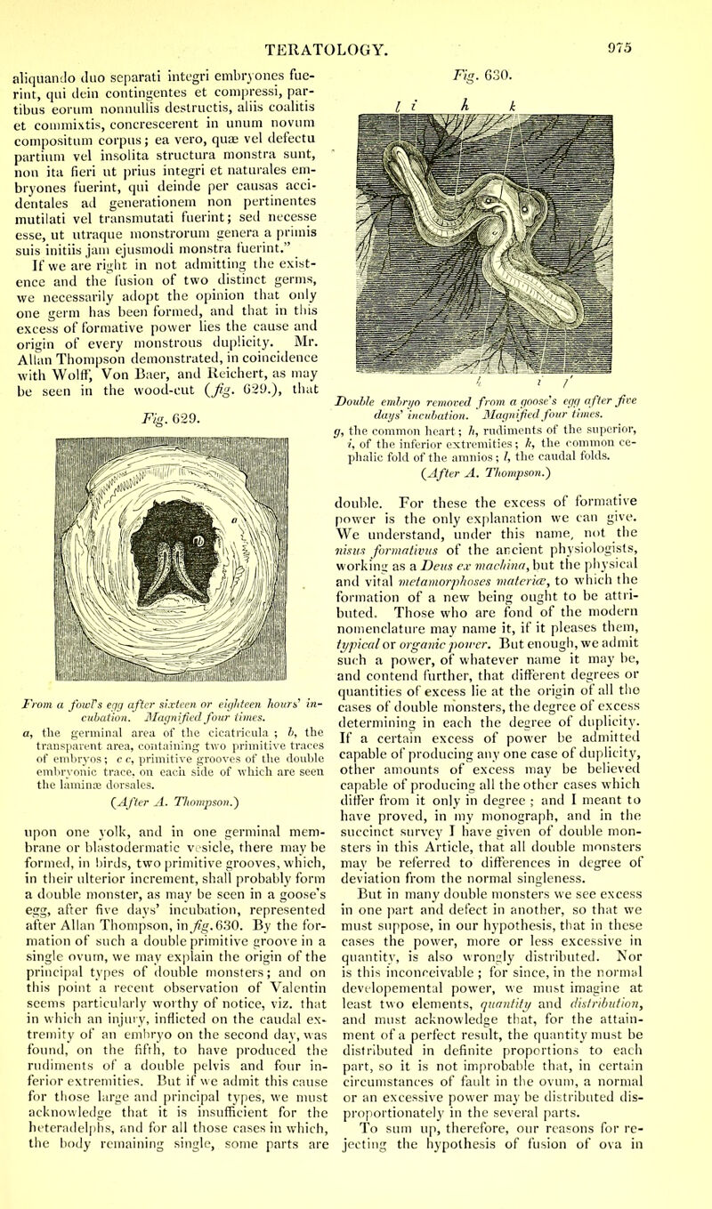 aliqiiando duo separati integri embryones fue- rint, qui dein contingentes et compressi, par- tibus eorum nonnullis destructis, aliis coalitis et commixtis, concrescerent in unum novum cornpositum corpus; ea vero, quae vel defectu partium vel insolita structura monstra sunt, non ita fieri ut |)rius integri et naturales em- bryones fuerint, qui deinde per causas acci- dentals ad generationem non pertinentes mutilati vel transmutati fuerint; sed necesse esse, ut utraque monstrorum genera a pr'unis suis initiis jam ejusmodi monstra fuerint. If we are right in not admitting the exist- ence and the fusion of two distinct germs, we necessarily adopt the opinion that only one germ has been formed, and that in this excess of formative power lies the cause and origin of every monstrous duplicity. Mr. Allan Thompson demonstrated, in coincidence with Wolff', Von Baer, and Reichert, as may be seen in the wood-cut (Jig. 029.), that From a fowTs egg after sixteen or eighteen hours' in- cubation. Magnified four times, a, the germinal area of the cicatricula ; b, the transparent area, containing two primitive traces of embryos; e e, primitive grooves of the double embryonic trace, on each side of which are seen the laminae dorsales. (After A. Thompson.) upon one yolk, and in one germinal mem- brane or blastodermatic vesicle, there may be formed, in birds, two primitive grooves, which, in their ulterior increment, shall probably form a double monster, as may be seen in a goose's egg, after five days' incubation, represented after Allan Thompson, in^. 630. By the for- mation of such a double primitive groove in a single ovum, we may explain the origin of the principal types of double monsters; and on this point a recent observation of Valentin seems particularly worthy of notice, viz. that in which an injury, inflicted on the caudal ex- tremity of an embryo on the second day, was found, on the fifth, to have produced the rudiments of a double pelvis and four in- ferior extremities. But if we admit this cause for those large and principal types, we must acknowledge that it is insufficient for the heteradelphs, and for all those cases in which, the body remaining single, some parts are Fig. G30. i_J_ h k i ' /' Double embryo removed from a goose's egg after five days' incubation. Magnified four times, g, the common heart; h, rudiments of the superior, i, of the inferior extremities; h, the common ce- phalic fold of the amnios; I, the caudal folds. (After A. Thompson.) double. For these the excess of formative power is the only explanation we can give. We understand, under this name, not the nisun formativus of the ancient physiologists, working as a Deus ex machina, but the physical and vital metamorphoses materia?, to which the formation of a new being ought to be attri- buted. Those who are fond of the modern nomenclature may name it, if it pleases them, typical or organic power. But enough, we admit such a power, of whatever name it may be, and contend further, that different degrees or quantities of excess lie at the origin of all the cases of double monsters, the degree of excess determining in each the degree of duplicity. If a certain excess of power be admitted capable of producing any one case of duplicity, other amounts of excess may be believed capable of producing all the other cases which differ from it only in degree ; and I meant to have proved, in my monograph, and in the succinct survey I have given of double mon- sters in this Article, that all double monsters may be referred to differences in degree of deviation from the normal singleness. But in many double monsters we see excess in one part and defect in another, so that we must suppose, in our hypothesis, that in these cases the power, more or less excessive in quantity, is also wrongly distributed. Nor is this inconceivable; for since, in the normal devt'lopemental power, we must imagine at least two elements, quantity and distribution, and must acknowledge that, for the attain- ment of a perfect result, the quantity must be distributed in definite proportions to each part, so it is not improbable that, in certain circumstances of fault in the ovum, a normal or an excessive power may be distributed dis- proportionately in the several parts. To sum up, therefore, our reasons for re- jecting the hypothesis of fusion of ova in