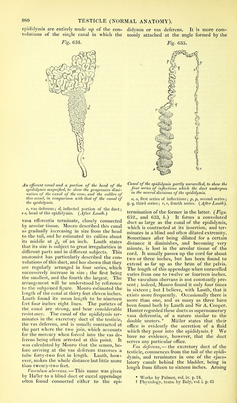 An efferent vessel and a portion of the head of the epididymis magnified, to show the progressive dimi- nution of the canal of the cone, and the calibre of this vessel, in comparison with that of the canal of the epididymis. c, vas deferens; d, inflected portion of the duct; e e, head of the epididymis. {After Lauth.) vasa efferentia terminate, closely connected by areolar tissue. Monro described this canal as gradually increasing in size from the head to the tail, and he estimated its calibre about its middle at of an inch. Lauth states that its size is subject to great irregularities in different parts and in different subjects. This anatomist has particularly described the con- volutions of this duct, and has shown that they are regularly arranged in four series, which successively increase in size ; the first being the smallest, and the fourth the largest. The arrangement will be understood by reference to the subjoined figure. Monro estimated the length of the canal at thirty feet eleven inches. Lauth found its mean length to be nineteen feet four inches eight lines. The parietes of the canal are strong, and bear considerable resistance. The canal of the epididymis ter- minates in the excretory duct of the testicle, the vas deferens, and is usually contracted at the part where the two join, which accounts for the mercury when forced into the vas de- ferens being often arrested at this point. It was calculated by Monro that the semen, be- fore arriving at the vas deferens traverses a tube forty-two feet in length. Lauth, how- ever, makes the whole distance but little more than twenty-two feet. Vasculum aberrans.— This name was given by Haller to a blind duct or ccecal appendage Canal of the epididymis partly unravelled, to show the four series of inflections which the duct undergoes in the several divisions of the epididymis. o, o, first series of inflections; p, p, second series; q, q, third series ; r, r, fourth series. {After Lauth). termination of the former in the latter. (Figs. 632., and 633, h.) It forms a convoluted duct as large as the canal of the epididymis, which is contracted at its insertion, and ter- minates in a blind and often dilated extremity. Sometimes after being dilated for a certain distance it diminishes, and becoming very minute, is lost in the areolar tissue of the cord. It usually passes up the cord for about two or three inches, but has been found to extend as far up as the brim of the pelvis. The length of this appendage when unravelled varies from one to twelve or fourteen inches. The vasculum aberrans is not constantly pre- sent ; indeed, Monro found it only four times in sixteen ; but I believe, with Lauth, that it exists more frequently. Occasionally there is more than one, and as many as three have been found both by Lauth and Sir A. Cooper. Hunter regarded these ducts as supernumerary vasa deferentia, of a nature similar to the double ureters.* Muller states that their office is evidently the secretion of a fluid which they pour into the epididymis, f We have no evidence, however, that the duct serves any particular office. Vas deferens,— the excretory duct of the testicle, commences from the tail of the epidi- dymis, and terminates in one of the ejacu- latory canals behind the bladder, being in length from fifteen to sixteen inches. Arising * Works by Palmer, vol. iv. p. 24.