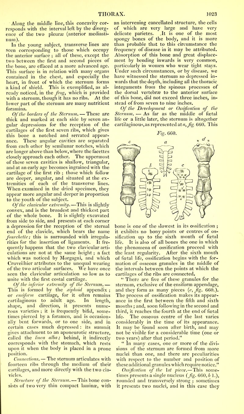 Along the middle line, this concavity cor- responds with the interval left by the diverg- ence of the two pleurae (anterior mediasti- num). In the young subject, transverse lines are seen corresponding to those which occupy the anterior surface ; all of these, except the two between the first and second pieces of the bone, are effaced at a more advanced age. This surface is in relation with many organs contained in the chest, and especially the heart, in front of which the sternum forms a kind of shield. This is exemplified, as al- ready noticed, in the frog, which is provided with a sternum, though it has no ribs. At the lower part of the sternum are many nutritient foramina. Of the borders of the Sternum. — These are thick and marked at each side by seven an- gular depressions for the reception of the cartilages of the first seven ribs, which gives this bone a notched and seriated appear- ance. These angular cavities are separated from each other by semilunar notches, which are longer above than below, where the facettes closely approach each other. The uppermost of these seven cavities is shallow, triangular, and at an early age becomes ingrained with the cartilage of the first rib ; those which follow are deeper, angular, and situated at the ex- tremities of each of the transverse lines. When examined in the dried specimen, they appear more angular and deeper in proportion to the youth of the subject. Of the clavicular extremity.—This is slightly convex, and is the broadest and thickest part of the whole bone. It is slightly excavated from side to side, and presents at each corner a depression for the reception of the sternal end of the clavicle, which bears the name fourchette; this is surrounded with irregula- rities for the insertion of ligaments. It fre- quently happens that the two clavicular arti- culations are not at the same height ; a fact which was noticed by Morgagni, and which Cruveilhier attributes to the unequal wearing of the two articular surfaces. We have once seen the clavicular articulation so low as to unite with the first costal cartilage. Of the inferior extremity of the Sternum.— This is formed by the xiphoid appendix ; or ensiform cartilage, for it often remains cartilaginous to adult age. In length, shape, and direction, it presents nume- rous varieties ; it is frequently bifid, some- times pierced by a foramen, and is occasion- ally bent forwards, or to one side, and in certain cases much depressed : its summit gives attachment to an aponeurotic structure, called the linea alba; behind, it indirectly corresponds with the stomach, which rests upon it when the body is placed in a prone position. Connections. — The sternum articulates with fourteen ribs through the medium of their cartilages, and more directly with the two cla- vicles. Structure of the Sternum. — This bone con- sists of two very thin compact lamina?, with an intervening cancellated structure, the cells of which are very large and have very delicate parietes. ,It is one of the most spongy bones of the body, and it is more than probable that to this circumstance the frequency of disease in it may be attributed. Absorption of this bone and great displace- ment by bending inwards is very common, particularly in women who wear tight stays. Under such circumstances, or by disease, we have witnessed the sternum so depressed in- wards that the depth, including all the thoracic integuments from the spinous processes of the dorsal vertebra? to the anterior surface of this bone, did not exceed three inches, in- stead of from seven to nine inches. Of the Development or Ossification of the Sternum. — As far as the middle of fcetal life or a little later, the sternum is altogether cartilaginous,as represented aXa,fig 660. This Fig. GGO. bone is one of the slowest in its ossification ; it exhibits no bony points or centres of os- sification up to the sixth month of foetal life. It is also of all bones the one in which the phenomena of ossification proceed with the least regularity. After the sixth month of fcetal life, ossification begins with the for- mation of osseous granules in the middle of the intervals between the points at which the cartilages of the ribs are connected.  There are five of these granules for the sternum, exclusive of the ensiform appendage, and they form as many pieces (e, fig. 660.). The process of ossification makes its appear- ance in the first between the fifth and sixth mouths; and, soon following in the second and third, it reaches the fourth at the end of foetal life. The osseous centre of the last varies considerably in the time of its appearance. It may be found soon after birth, and may not be visible for a considerable time (one or two years) after that period.  In many cases, one or more of the divi- sions of the sternum are formed from more nuclei than one, and there are peculiarities with respect to the number and position of these additional granules which require notice. Ossification of the 1st piece.— This some- times presents a single nucleus (fig. 660,6 1.), rounded and transversely strong ; sometimes it presents two nuclei, and in this case they