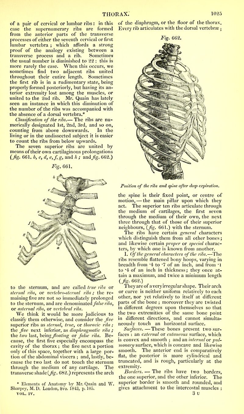 oF a pair of cervical or lumbar ribs: in this case the supernumerary ribs are formed from the anterior parts of the transverse processes of either the seventh cervical or first lumbar vertebra ; which affords a strong proof of the analogy existing between a transverse process and a rib. Sometimes the usual number is diminished to 22 : this is more rarely the case. When this occurs, we sometimes find two adjacent ribs united throughout their entire length. Sometimes the first rib is in a rudimentary state, being properly formed posteriorly, but having its an- terior extremity lost among the muscles, or united to the 2nd rib. Mr. Quain has lately seen an instance in which this diminution of the number of the ribs was accompanied with the absence of a dorsal vertebra.* Classification of the ribs.— The ribs are nu- merically designated 1st, 2nd, 3rd, and so on, counting from above downwards. In the living or in the undissected subject it is easier to count the ribs from below upwards. The seven superior ribs are united by means of their own cartilaginous prolongations (fig. 661. b, c, d, e,f, g, and h ; and/g. 662.) Fig. 661. to the sternum, and are called true ribs or sternal ribs, or vertebrosternal ribs; the re- maining five are not so immediately prolonged to the sternum, and are denominated fake ribs, or asternal ribs, or vertebral ribs. We think it would be more judicious to classify them otherwise, and consider the five superior ribs as sternal, true, or thoracic ribs; the five next inferior, as diaphragmatic ribs ; the two last, being floating or false ribs. Be- cause, the first five especially encompass the cavity of the thorax ; the five next a portion only of this space, together with a large por- tion of the abdominal viscera ; and, lastly, be- cause the two last do not touch the sternum through the medium of any cartilage. The transverse shade {Jig. 682.) represents the arch * Elements of Anatomy l>y Mr. Quain and W. Sharpey, M. D. London, 8vo. 1843, p. 105. VOL. IV, of the diaphragm, or the floor of the thorax. Every rib articulates with the dorsal vertebrae ; Fig. 662. Position of the ribs and spine after deep expiration. the spine is their fixed point, or centre of motion, — the main pillar upon which they act. The superior ten ribs articulate through the medium of cartilages, the first seven through the medium of their own, the next three through that of those of their superior neighbours, {fig. 661.) with the sternum. The ribs have certain general characters which distinguish them from all other bones; and likewise certain proper or special charac- ters, by which one is known from another. I. Of the general characters of the ribs.—The ribs resemble flattened bony hoops, varying in breadth from *4 to '7 of an inch, and from 'I to '4 of an inch in thickness; they once at- tain a maximum, and twice a minimum length (fig- 662.) Theyareof averyirregularshape. Their arch or curve is neither uniform relatively to each other, nor yet relatively to itself at different parts of the bone ; moreover they are twisted in different degrees upon themselves so that the two extremities of the same bone point in different directions, and cannot simulta- neously touch an horizontal surface. Surfaces.—These bones present two sur- faces : an external or cutaneous surface, which is convex and smooth ; and an internal or pul- monary surface, which is concave and likewise smooth. The anterior end is comparatively flat, the posterior is more cylindrical and truncated, and is rough, particularly at the extremity. Borders. — The ribs have two borders, the one superior, and the other inferior. The superior border is smooth and rounded, and gives attachment to the intercostal muscles ; 3 u