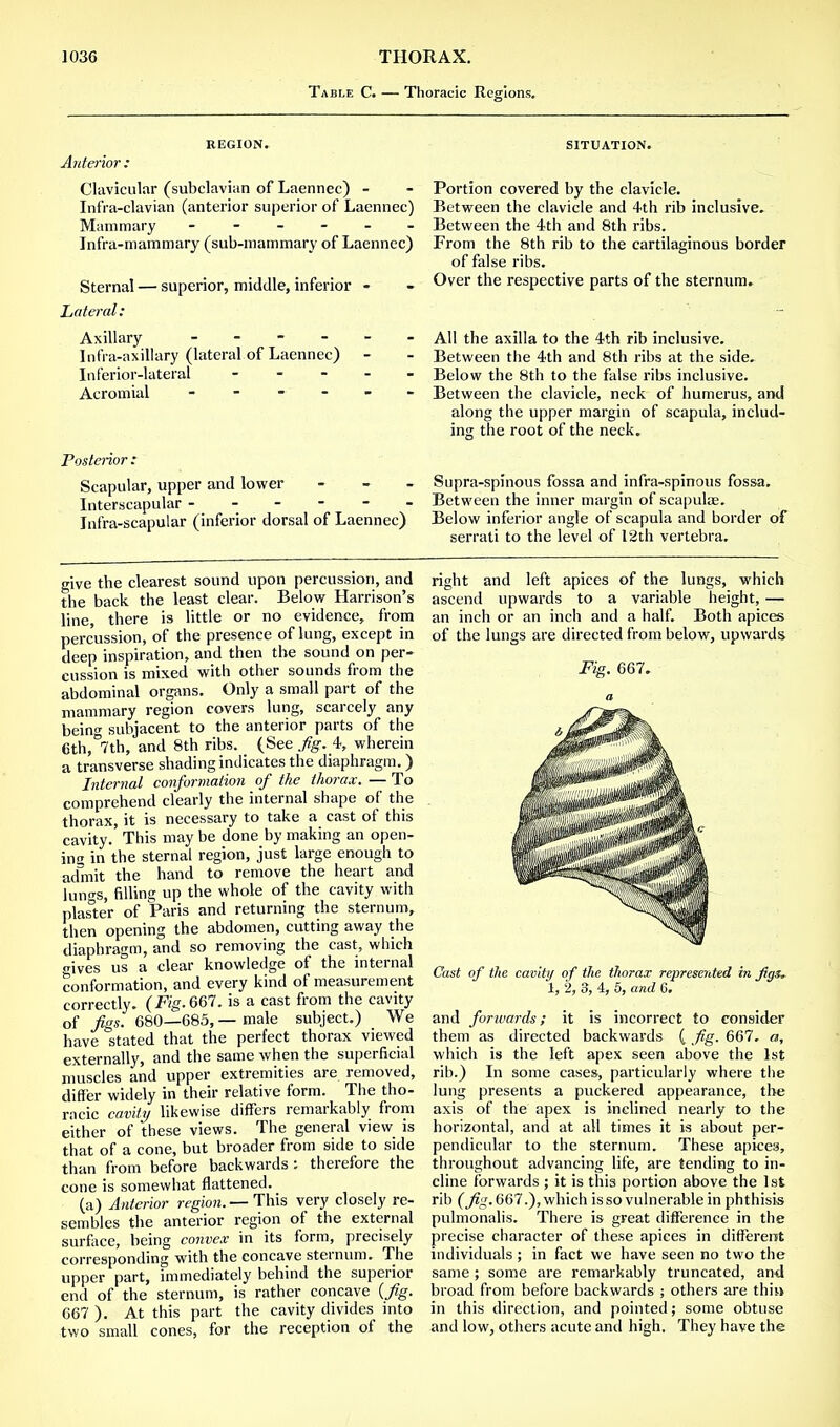 Table C. — Thoracic Regions. REGION. Anterior : Clavicular (subclavian of Laennec) - Infra-clavian (anterior superior of Laennec) Mammary ------ Infra-mammary (sub-mammary of Laennec) Sternal — superior, middle, inferior - Lateral: Axillary ------ Infra-axillary (lateral of Laennec) Inferior-lateral - - - - Acromial ------ Posterior : Scapular, upper and lower Interscapular - Infra-scapular (inferior dorsal of Laennec) SITUATION. Portion covered by the clavicle. Between the clavicle and 4th rib inclusive. Between the 4th and 8th ribs. From the 8th rib to the cartilaginous border of false ribs. Over the respective parts of the sternum. All the axilla to the 4th rib inclusive. Between the 4th and 8th ribs at the side. Below the 8th to the false ribs inclusive. Between the clavicle, neck of humerus, and along the upper margin of scapula, includ- ing the root of the neck. Supra-spinous fossa and infra-spinous fossa. Between the inner margin of scapulae. Below inferior angle of scapula and border of serrati to the level of 12th vertebra. give the clearest sound upon percussion, and the back the least clear. Below Harrison's line, there is little or no evidence, from percussion, of the presence of lung, except in deep inspiration, and then the sound on per- cussion is mixed with other sounds from the abdominal organs. Only a small part of the mammary region covers lung, scarcely any being subjacent to the anterior parts of the 6th,°7th, and 8th ribs. (See fig. 4, wherein a transverse shading indicates the diaphragm.) Internal conformation of the thorax. — To comprehend clearly the internal shape of the thorax, it is necessary to take a cast of this cavity. This may be done by making an open- ing in the sternal region, just large enough to admit the hand to remove the heart and lungs, filling up the whole of the cavity with plaster of Paris and returning the sternum, then opening the abdomen, cutting away the diaphragm, and so removing the cast, which •nves us a clear knowledge of the internal conformation, and every kind of measurement correctly. (Fig. 667. is a cast from the cavity of figs. 680—685, — male subject.) We have stated that the perfect thorax viewed externally, and the same when the superficial muscles and upper extremities are removed, differ widely in their relative form. The tho- racic cavity likewise differs remarkably from either of these views. The general view is that of a cone, but broader from side to side than from before backwards : therefore the cone is somewhat flattened. (a) Anterior region. — This very closely re- sembles the anterior region of the external surface, being convex in its form, precisely corresponding with the concave sternum. The upper part, immediately behind the superior end of the sternum, is rather concave (fig. 667 ). At this part the cavity divides into two small cones, for the reception of the right and left apices of the lungs, which ascend upwards to a variable height, — an inch or an inch and a half. Both apices of the lungs are directed from below, upwards Fig. 667. a Cast of the cavity of the thorax represented in Jigs, 1, 2, 3, 4, 5, and 6. and forwards; it is incorrect to consider them as directed backwards ( fig. 667, a, which is the left apex seen above the 1st rib.) In some cases, particularly where the lung presents a puckered appearance, the axis of the apex is inclined nearly to the horizontal, and at all times it is about per- pendicular to the sternum. These apice3, throughout advancing life, are tending to in- cline forwards ; it is this portion above the 1 st rib (fig. 667.), which is so vulnerable in phthisis pulmonalis. There is great difference in the precise character of these apices in different individuals; in fact we have seen no two the same ; some are remarkably truncated, and broad from before backwards ; others are thia in this direction, and pointed; some obtuse and low, others acute and high. They have the