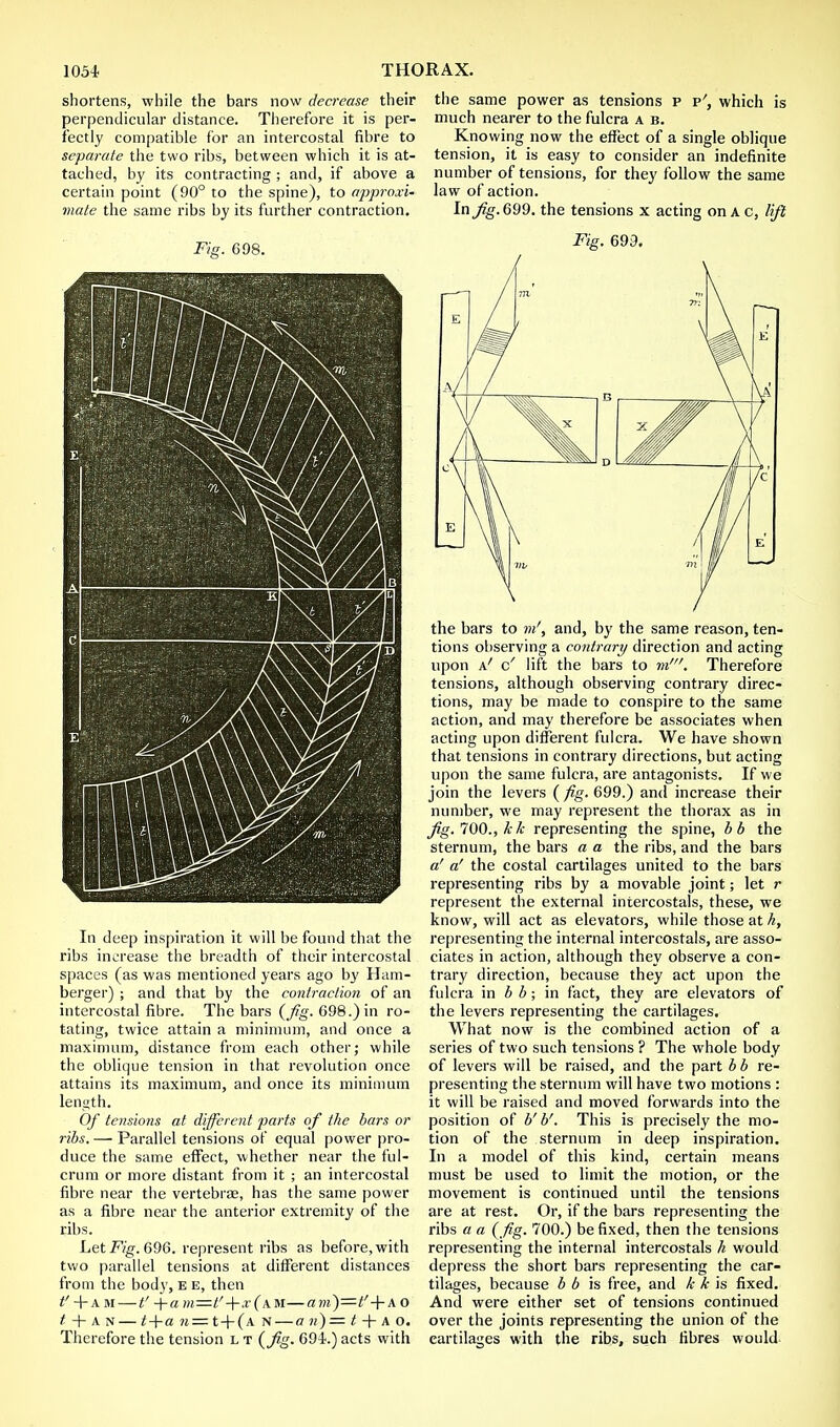 shortens, while the bars now decrease their perpendicular distance. Therefore it is per- fectly compatible for an intercostal fibre to separate the two ribs, between which it is at- tached, by its contracting ; and, if above a certain point (90° to the spine), to approxi- mate the same ribs by its further contraction. Fig. 698. In deep inspiration it will be found that the ribs increase the breadth of their intercostal spaces (as was mentioned years ago by Ham- berger) ; and that by the contraction of an intercostal fibre. The bars (Jig. 698.) in ro- tating, twice attain a minimum, and once a maximum, distance from each other; while the oblique tension in that revolution once attains its maximum, and once its minimum length. Of tensions at different parts of the bars or ribs. — Parallel tensions of equal power pro- duce the same effect, whether near the ful- crum or more distant from it ; an intercostal fibre near the vertebrae, has the same power as a fibre near the anterior extremity of the ribs. Let Fig. 696. represent ribs as before, with two parallel tensions at different distances from the body, e e, then i' + AM—t' +a »!=/'+jt(am—am)=?+A o t + an — t+a 7t=t+(A N—an)= t + A O. Therefore the tension l t (Jig. 694.) acts with the same power as tensions p p', which is much nearer to the fulcra a b. Knowing now the effect of a single oblique tension, it is easy to consider an indefinite number of tensions, for they follow the same law of action. In Jig. 699. the tensions x acting on AC, lift Fig. 699. the bars to in', and, by the same reason, ten- tions observing a contrary direction and acting upon a' c' lift the bars to m'. Therefore tensions, although observing contrary direc- tions, may be made to conspire to the same action, and may therefore be associates when acting upon different fulcra. We have shown that tensions in contrary directions, but acting upon the same fulcra, are antagonists. If we join the levers (fig. 699.) and increase their number, we may represent the thorax as in Jig. 700., k k representing the spine, b b the sternum, the bars a a the ribs, and the bars a' a' the costal cartilages united to the bars representing ribs by a movable joint; let r represent the external intercostals, these, we know, will act as elevators, while those at h, representing the internal intercostals, are asso- ciates in action, although they observe a con- trary direction, because they act upon the fulcra in b b; in fact, they are elevators of the levers representing the cartilages. What now is the combined action of a series of two such tensions ? The whole body of levers will be raised, and the part b b re- presenting the sternum will have two motions : it will be raised and moved forwards into the position of b' b'. This is precisely the mo- tion of the sternum in deep inspiration. In a model of this kind, certain means must be used to limit the motion, or the movement is continued until the tensions are at rest. Or, if the bars representing the ribs a a (fig. 700.) be fixed, then the tensions representing the internal intercostals h would depress the short bars representing the car- tilages, because b b is free, and k k is fixed. And were either set of tensions continued over the joints representing the union of the cartilages with the ribs, such fibres would