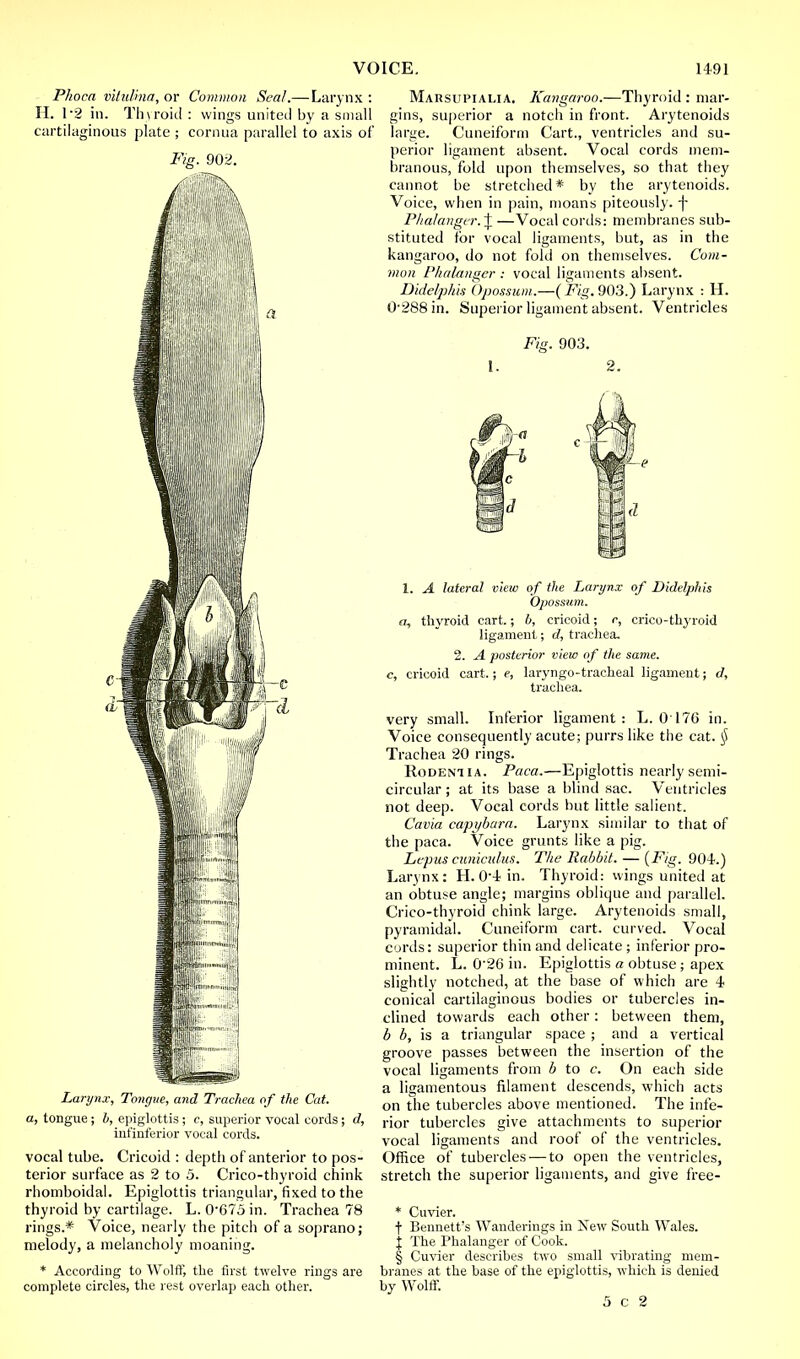 Phoca viluttna, or Common Seal.—Laryi H. 1-2 in. Thyroid : wings united by a si cartilaginous plate ; cornua parallel to axi Fig. 902. Larynx, Tongue, and Trachea of the Cat. a, tongue ; b, epiglottis ; c, superior vocal cords ; d, infinferior vocal cords. vocal tube. Cricoid : depth of anterior to pos- terior surface as 2 to 5. Crico-thyroid chink rhomboidal. Epiglottis triangular, fixed to the thyroid by cartilage. L. 0'675 in. Trachea 78 rings.* Voice, nearly the pitch of a soprano; melody, a melancholy moaning. * According to Wolff, the first twelve rings are complete circles, the rest overlap each other. ix : Marsutialia. Kangaroo.—Thyroid: mar- nail gins, superior a notch in front. Arytenoids 5 of large. Cuneiform Cart., ventricles and su- perior ligament absent. Vocal cords mem- branous, fold upon themselves, so that they cannot be stretched* by the arytenoids. Voice, when in pain, moans piteously. -f Phalangtr. \ —Vocal cords: membranes sub- stituted for vocal ligaments, but, as in the kangaroo, do not fold on themselves. Com- mon Phalanger : vocal ligaments absent. Didelphis Opossum.—(Fig. 903.) Larynx : H. 0-288 in. Superior ligament absent. Ventricles Fig. 903. 1. 2. I. A lateral view of the Larynx of Didelphis Opossum. a, thyroid cart.; b, cricoid; r, crico-thyroid ligament; d, trachea. 2. A posterior view of the same, c, cricoid cart; e, laryngotracheal ligament; d, trachea. very small. Inferior ligament: L. 0 176 in. Voice consequently acute; purrs like the cat. § Trachea 20 rings. Rodent ia. Paca.—Epiglottis nearly semi- circular ; at its base a blind sac. Ventricles not deep. Vocal cords but little salient. Cavia capybara. Larynx similar to that of the paca. Voice grunts like a pig. Lepus cunwu/us. The Rabbit. — (Fig. 904.) Larynx: H. 0-4 in. Thyroid: wings united at an obtuse angle; margins oblique and parallel. Crico-thyroid chink large. Arytenoids small, pyramidal. Cuneiform cart, curved. Vocal cords: superior thin and delicate ; inferior pro- minent. L. 0'26 in. Epiglottis a obtuse; apex slightly notched, at the base of which are 4 conical cartilaginous bodies or tubercles in- clined towards each other: between them, b b, is a triangular space ; and a vertical groove passes between the insertion of the vocal ligaments from b to c. On each side a ligamentous filament descends, which acts on the tubercles above mentioned. The infe- rior tubercles give attachments to superior vocal ligaments and roof of the ventricles. Office of tubercles — to open the ventricles, stretch the superior ligaments, and give free- * Cuvier. f Bennett's Wanderings in New South Wales. X The Phalanger of Cook. § Cuvier describes two small vibrating mem- branes at the base of the epiglottis, which is denied by Wolff. 5 c 2