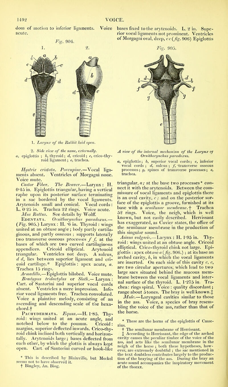 dom of motion to inferior ligaments. Voice acute. Fig, 90L I. 2. 1. Larynx of the Rabbii laid open. 2. Side view of the same, externally, a, epiglottis ; 6, thyroid; d, cricoid; c, crico-thy- roid ligament; e, trachea. Hystrix cristata. Porcupine.—Vocal liga- ments absent. Ventricles of Morgagni none. Voice mute. Castor Fiber. The Beaver.—Larynx : H. 04.5 in. Epiglottis triangular, having a vertical raphe upon its posterior surface terminating in a sac bordered by the vocal ligaments. Arytenoids small and conical. Vocal cords : L. 0 25 in. Trachea 22 rings. Voice acute. Mas Rattus. See details by Wolff. Edentata. Ornifhorynchus paradoxus.— (Fig. 905.) Larynx : H. -6 in. Thyroid : wings united at an obtuse angle ; body partly cartila- ginous, and partly osseous ; supports laterally two transverse osseous processes f f\ at the bases of which are two curved cartilaginous appendices. Cricoid elliptical. Arytenoid triangular. Ventricles not deep. A sulcus, d d, lies between superior ligament and cri- coid cartilage.* Epiglottis : apex acute, a. Trachea 15 rings. Armadillo.—Epiglottis bilobed. Voice mute. Bradypus tridaetylus or Sloth.— Larynx: Cart, of Santorini and superior vocal cords absent. Ventricles a mere impression. Infe- rior vocal ligaments free. Trachea convoluted. Voice a plaintive melody, consisting of an ascending and descending scale of the hexa- chord.f Pachyderm at a. Equns.—H. 1-85. Thy- roid : wings united at an acute angle, and notched below to the pomum. Cricoid: margins, superior deflected inwards. Crico-thy- roid chink inclined both vertically and horizon- tally. Arytenoids large; bases deflected from each other, by which the glottis is always kept open. Cart, of Santorini curved or hook-like * This is described by Blainville, but Meckel seems not to have observed it. f Bingley, An. Biog. bases fixed to the arytenoids. L. 2 in. Supe- rior vocal ligaments not prominent. Ventricles of Morgagni oval, deep, cc(fig. 906) Epiglottis Fig. 905. A view of the internal mechanism of the Larynx of Ornithorynchus paradoxus. a, epiglottis; b, superior vocal cords; c, inferior vocal cords ; d, sulcus ; /, 'transverse osseous processes; g, spines of transverse processes; e, trachea. triangular, a; at the base two processes* con- nect it with the arytenoids. Between the com- missure of vocal ligaments and epiglottis there is an oval cavity, c; and on the posterior sur- face of the epiglottis a groove, furnished at its base with a semilunar membrane.\ Trachea 52 rings. Voice, the neigh, which is well known, but not easily described. Herrissant has exaggerated, as Cuvier states, the office of the semilunar membrane in the production of this singular sound. Asinus vulgaris.—Larynx : H. 1*95 in. Thy- roid : wings united at an obtuse angle. Cricoid elliptical. Crico-thyroid chink not large. Epi- glottis : apex obtuse a { fig. 906.) ; at its base an arched cavity, b, in which the vocal ligaments are inserted. On each side of this cavity c, c, are two circular apertures, which lead to two large sacs situated behind the mucous mem- brane between the vocal ligaments and inter- nal surface of the thyroid. L. l-275 in. Tra- chea: rings spiral. Voice : quality discordant; range about Stones. The bray is well known.\ Mule.—Laryngeal cavities similar to those in the ass. Voice, a species of bray resem- bling the voice of the ass, rather than that of the horse. * These are the horns of the epiglottis of Casse- rius. f The semilunar membrane of Herrissant. j According to Herrissant, the edge of the arched cavity causes the peculiar timbre of the voice of the ass, and acts like the semilunar membrane in the neigh of the horse ; both these hypotheses, how- ever, are extremely doubtful ; the sac mentioned in the text doubtless'contributes largely to the produc- tion of the braying of the ass. During the bray an acute sound accompanies the inspiratory movement of the thorax.