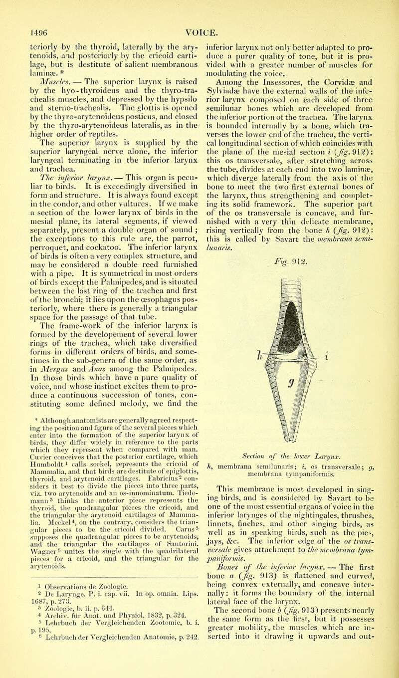 teriorly by the thyroid, laterally by the ary- tenoids, and posteriorly by the cricoid carti- lage, but is destitute of salient membranous laminae. * Muscles. — The superior larynx is raised by the hyo-thyroideus and the thyro-tra- chealis muscles, and depressed by the hypsilo and sterno-trachealis. The glottis is opened by the thyro-arytenoideus posticus, and closed by the thyro-arytenoideus lateralis, as in the higher order of reptiles. The superior larynx is supplied by the superior laryngeal nerve alone, the inferior laryngeal terminating in the inferior larynx and trachea. The inferior larynx. — This organ is pecu- liar to birds. It is exceedingly diversified in form and structure. It is always found except in the condor, and other vultures. If we make a section of the lower larynx of birds in the mesial plane, its lateral segments, if viewed separately, present a double organ of sound ; the exceptions to this rule are, the parrot, perroquet, and cockatoo. The inferior larynx of birds is often a very complex structure, and may be considered a double reed furnished with a pipe. It is symmetrical in most orders of birds except the Palmipedes, and is situated between the last ring of the trachea and first of the bronchi; it lies upon the oesophagus pos- teriorly, where there is generally a triangular space for the passage of that tube. The frame-work of the inferior larynx is formed by the developement of several lower rings of the trachea, which take diversified forms in different orders of birds, and some- times in the sub-genera of the same order, as in Mergus and Anas among the Palmipedes. In those birds which have a pure quality of voice, and whose instinct excites them to pro- duce a continuous succession of tones, con- stituting some defined melody, we find the * Although anatomists are generally agreed respect- ing t he position and figure of the several pieces which enter into the formation of the superior larynx of birds, they differ widely in reference to the parts which they represent when compared with man. Cuvier conceives that the posterior cartilage, which Humboldt1 calls sockel, represents the cricoid of Mammalia, and that birds are destitute of epiglottis, thyroid, and arytenoid cartilages. Fabricius2 con- siders it best to divide the pieces into three parts, viz. two arytenoids and an os-innominatum. Tiede- 111,111113 thinks the anterior piece represents the thyroid, the quadrangular pieces the cricoid, and the triangular the arytenoid cartilages of Mamma- lia. Meckel4, on the contrary, considers the trian- gular pieces to be the cricoid divided. Carus5 supposes the quadrangular pieces to be arytenoids, and the triangular the cartilages of Santorini. Wagner6 unites the single with the quadrilateral pieces for a cricoid, and the triangular for the arytenoids. 1 Observations de Zoologie. 2 De Larynge. P. i. cap. vii. In op. omnia. Lips. 1687, p. 273. 3 Zoologie, b. ii. p. 644. 4 Archiv. ftir Anat. und Physiol. 1832, p. 324. 5 Lehrbuch der Vergleichenden Zootomie, b. i. p. 195. 6 Lehrbuch der Vergleichenden Anatomie, p. 242. inferior larynx not only better adapted to pro- duce a purer quality of tone, but it is pro- vided with a greater number of muscles for modulating the voice. Among the Insessores, the Corvidae and Sylviadae have the external walls of the infe- rior larynx composed on each side of three semilunar bones which are developed from the inferior portion ot the trachea. The larynx is bounded internally by a bone, which tra- verses the lower end of the trachea, the verti- cal longitudinal section of which coincides with the plane of the mesial section i {fig. 912): this os transversale, after stretching across the tube, divides at each end into two laminae, which diverge laterally from the axis of the bone to meet the two first external bones of the larynx, thus strengthening and complet- ing its solid framework. The superior part of the os transversale is concave, and fur- nished with a very thin delicate membrane, rising vertically from the bone h (fig. 912): this is called by Savart the membrana semi- lunaris. Fig. 912. Section of the lower Larynx. h, membrana semilunaris; i, os transversale; g, membrana tympaniformis. This membrane is most developed in sing- ing birds, and is considered by Savart to be one of the most essential organs of voice in the inferior larynges of the nightingales, thrushes, linnets, finches, and other singing birds, as well as in speaking birds, such as the pies, jays, &c. The inferior edge of the os trans- versale gives attachment to the membrana tym- paniformis. Bones of the inferior larynx. — The first bone a (fig. 913_) is flattened and curved, being convex externally, and concave inter- nally: it forms the boundary of the internal lateral face of the larynx. The second bone b (fig. 913) presents nearly the same form as the first, but it possesses greater mobility, the muscles which are in- serted into it drawing it upwards and out-