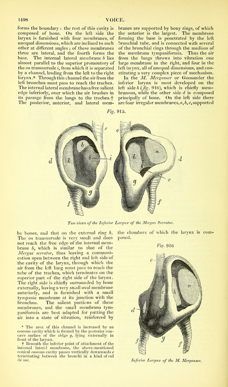 forms the boundary : the rest of this cavity is composed of bone. On the left side the larynx is furnished with four membranes, of unequal dimensions, which are inclined to each other at different angles ; of these membranes three are lateral, and the fourth forms the base. The internal lateral membrane b lies almost parallel to the superior promontory of the os transversale i, from which it is separated by a channel, leading from the left to the right larynx.* Through this channel the air from the left bronchus must pass to reach the trachea. The internal lateral membrane has a free salient edge inferiorly, over which the air brushes in its passage from the lungs to the trachea.f The posterior, anterior, and lateral mem- Fie. branes are supported by bony rings, of which the anterior is the largest. The membrane forming the base is penetrated by the left bronchial tube, and is connected with several of the bronchial rings through the medium of the membrana tympaniformis. Thus the air from the lungs throws into vibration one large membrane in the right, and four in the left larynx, all of unequal dimensions, and con- stituting a very complex piece of mechanism. In the M. Merganser or Goosander the inferior larynx is most developed on the left side h (fig. 916), which is chiefly mem- branous, while the other side d is composed principally of bone. On the left side there are four irregular membranes, a, b, c,supported 915. Two views of the Inferior Larynx of the dlergus Serrator. by bones, and that on the external ring h. The os transversale is very small and does not reach the free edge of the internal mem- brane b, which is similar to that of the Mcrgus serrator, thus leaving a communi- cation open between the right and left side of the cavity of the larynx, through which the air from the left lung must pass to reach the tube of the trachea, which terminates on the superior part of the right side of the larynx. The right side is chiefly surrounded by bone externally, having a very small oval membrane anteriorly, and is furnished with a small tympanic membrane at its junction with the bronchus. The salient portions of these membranes, and the small membrana tym- paniformis are best adapted for putting the air into a state of vibration, reinforced by * The area of this channel is increased by an osseous cavity which is formed by the posterior con- cave surface of the ridge g, lying externally in front of the larynx. t Beneath the inferior point of attachment of the internal lateral membrane, the above-mentioned conical osseous cavity passes vertically downwards c terminating between the bronchi in a kind of cul de sae. the chambers of which the larynx is com- posed. Fig. 916 Inferior Larynx of the 31. Merganser.