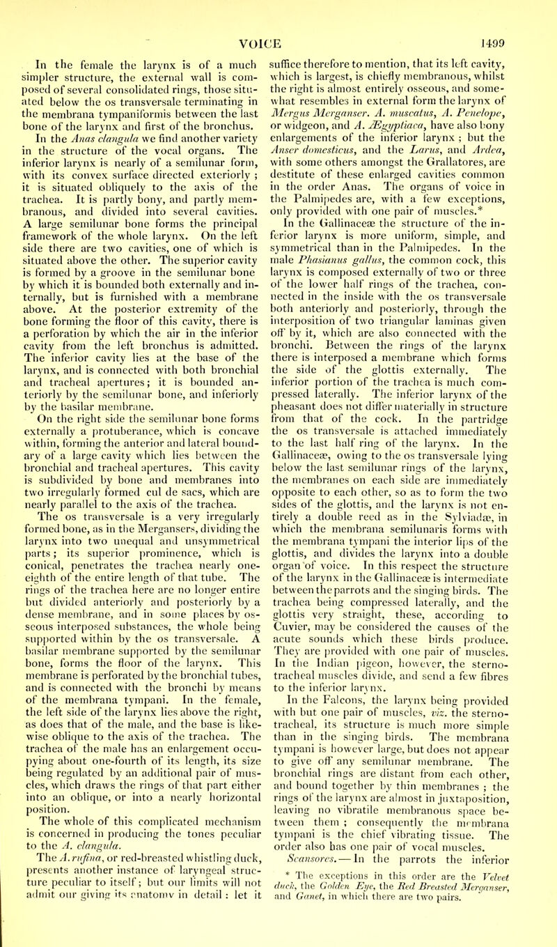 In the female the larynx is of a much simpler structure, the external wall is com- posed of several consolidated rings, those situ- ated below the os transversale terminating in the membrana tympaniformis between the last bone of the larynx and first of the bronchus. In the Anas clangula we find another variety in the structure of the vocal organs. The inferior larynx is nearly of a semilunar form, with its convex surface directed exteriorly ; it is situated obliquely to the axis of the trachea. It is partly bony, and partly mem- branous, and divided into several cavities. A large semilunar bone forms the principal framework of the whole larynx. On the left side there are two cavities, one of which is situated above the other. The superior cavity is formed by a groove in the semilunar bone by which it is bounded both externally and in- ternally, but is furnished with a membrane above. At the posterior extremity of the bone forming the floor of this cavity, there is a perforation by which the air in the inferior cavity from the left bronchus is admitted. The inferior cavity lies at the base of the larynx, and is connected with both bronchial and tracheal apertures; it is bounded an- teriorly by the semilunar bone, and inferiorly by the basilar membrane. On the right side the semilunar bone forms externally a protuberance, which is concave within, forming the anterior and lateral bound- ary of a large cavity which lies between the bronchial and tracheal apertures. This cavity is subdivided by bone and membranes into two irregularly formed cul de sacs, which are nearly parallel to the axis of the trachea. The os transversale is a very irregularly formed bone, as in the Mergansers, dividing the larynx into two unequal and unsymmetrical parts; its superior prominence, which is conical, penetrates the trachea nearly one- eighth of the entire length of that tube. The rings of the trachea here are no longer entire but divided anteriorly and posteriorly by a dense membrane, and in some places by os- seous interposed substances, the whole being supported within by the os transversale. A basilar membrane supported by the semilunar bone, forms the floor of the larynx. This membrane is perforated by the bronchial tubes, and is connected with the bronchi by means of the membrana tympani. In the female, the left side of the larynx lies above the right, as does that of the male, and the base is like- wise oblique to the axis of the trachea. The trachea of the male has an enlargement occu- pying about one-fourth of its length, its size being regulated by an additional pair of mus- cles, which draws the rings of that part either into an oblique, or into a nearly horizontal position. The whole of this complicated mechanism is concerned in producing the tones peculiar to the A. clangula. The A. rufina, or red-breasted whistling duck, presents another instance of laryngeal struc- ture peculiar to itself; but our limits will not admit our giving its enatomv in detail : let it suffice therefore to mention, that its left cavity, which is largest, is chiefly membranous, whilst the right is almost entirely osseous, and some- what resembles in external form the larynx of Mergas Merganser. A. muscatus, A. Penelope, or widgeon, and A. JEgyptlaca, have also bony enlargements of the inferior larynx ; but the Anser domesticus, and the Lams, and Ardca, with some others amongst the Grallatores, are destitute of these enlarged cavities common in the order Anas. The organs of voice in the Palmipedes are, with a few exceptions, only provided with one pair of muscles.* In the Gallinaceae the structure of the in- ferior larynx is more uniform, simple, and symmetrical than in the Palmipedes. In the male Phasianus gal/us, the common cock, this larynx is composed externally of two or three of the lower half rings of the trachea, con- nected in the inside with the os transversale both anteriorly and posteriorly, through the interposition of two triangular laminas given off by it, which are also connected with the bronchi. Between the rings of the larynx there is interposed a membrane which forms the side of the glottis externally. The inferior portion of the trachea is much com- pressed laterally. The inferior larynx of the pheasant does not differ materially in structure from that of the cock. In the partridge the os transversale is attached immediately to the last half ring of the larynx. In the Gallinaceas, owing to the os transversale lying below the last semilunar rings of the larynx, the membranes on each side are immediately opposite to each other, so as to form the two sides of the glottis, and the larynx is not en- tirely a double reed as in the Sylviada?, in which the membrana semilunaris forms with the membrana tympani the interior lips of the glottis, and divides the larynx into a double organ of voice. In this respect the structure of the larynx in the Gallinacese is intermediate between the parrots and the singing birds. The trachea being compressed laterally, and the glottis very straight, these, according to Cuvier, may be considered the causes of the acute sounds which these birds produce. They are provided with one pair of muscles. In the Indian pigeon, however, the sterno- tracheal muscles divide, and send a few fibres to the inferior larynx. In the Falcons, the larynx being provided with but one pair of muscles, viz. the sterno- tracheal, its structure is much more simple than in the singing birds. The membrana tympani is however large, but does not appear to give off any semilunar membrane. The bronchial rings are distant from each other, and bound together by thin membranes ; the rings of the larynx are almost in juxtaposition, leaving no vibratile membranous space be- tween them ; consequently the membrana tympani is the chief vibrating tissue. The order also has one pair of vocal muscles. Scansores. — In the parrots the inferior * The exceptions in this order are the Velvet duel; the Golden Eye, the Red Breasted Merganser, and Ganet, in which there are two pairs.