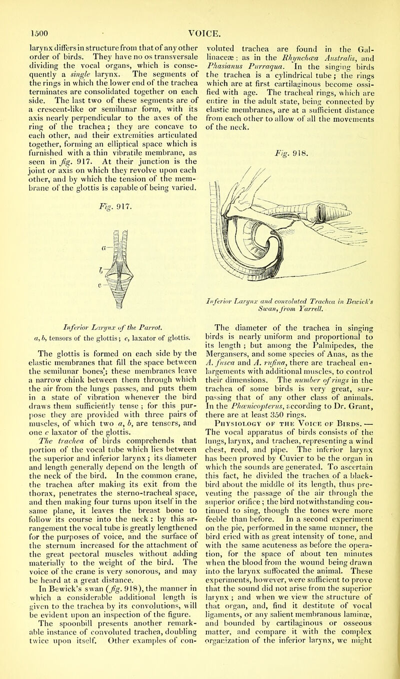 larynx differs in structure from that of any other order of birds. They have no os transversale dividing the vocal organs, which is conse- quently a single larynx. The segments of the rings in which the lower end of the trachea terminates are consolidated together on each side. The last two of these segments are of a crescent-like or semilunar form, with its axis nearly perpendicular to the axes of the ring of the trachea; they are concave to each other, and their extremities articulated together, forming an elliptical space which is furnished with a thin vibratile membrane, as seen in fig. 917. At their junction is the joint or axis on which they revolve upon each other, and by which the tension of the mem- brane of the glottis is capable of being varied. Fig. 917. Inferior Larynx of the Parrot, a, b, tensors of the glottis; c, laxator of glottis. The glottis is formed on each side by the elastic membranes that fill the space between the semilunar bones); these membranes leave a narrow chink between them through which the air from the lungs passes, and puts them in a state of vibration whenever the bird draws them sufficiently tense ; for this pur- pose they are provided with three pairs of muscles, of which two a, b, are tensors, and one c laxator of the glottis. The trachea of birds comprehends that portion of the vocal tube which lies between the superior and inferior larynx ; its diameter and length generally depend on the length of the neck of the bird. In the common crane, the trachea after making its exit from the thorax, penetrates the sterno-tracheal space, and then making four turns upon itself in the same plane, it leaves the breast bone to follow its course into the neck : by this ar- rangement the vocal tube is greatly lengthened for the purposes of voice, and the surface of the sternum increased for the attachment of the great pectoral muscles without adding materially to the weight of the bird. The voice of the crane is very sonorous, and may be heard at a great distance. In Bewick's swan (fig. 918), the manner in which a considerable additional length is given to the trachea by its convolutions, will be evident upon an inspection of the figure. The spoonbill presents another remark- able instance of convoluted trachea, doubling twice upon itself. Other examples of con- voluted trachea are found in the Gal- linaceae ; as in the Rhynchcsa Australia, and Phasianus Purraqua. In the singing birds the trachea is a cylindrical tube; the rings which are at first cartilaginous become ossi- fied with age. The tracheal rings, which are entire in the adult state, being connected by elastic membranes, are at a sufficient distance from each other to allow of all the movements of the neck. Fig. 918. Inferior larynx and convoluted Trachea in Bewick's Swan, from Yarrell. The diameter of the trachea in singing birds is nearly uniform and proportional to its length ; but among the Palmipedes, the Mergansers, and some species of Anas, as the A. fnsca and A. rnfina, there are tracheal en- largements with additional muscles, to control their dimensions. The number of rings in the trachea of some birds is very great, sur- passing that of any other class of animals. In the Pkcenicopterus, according to Dr. Grant, there are at least 350 rings. Physiology of the Voice of Birds.— The vocal apparatus of birds consists of the lungs, larynx, and trachea, representing a wind chest, reed, and pipe. The inferior larynx has been proved by Cuvier to be the organ in whic h the sounds are generated. To ascertain this fact, he divided the trachea of a black- bird about the middle ot its length, thus pre- venting the passage of the air through the superior orifice; the bird notwithstanding con- tinued to sing, though the tones were more feeble than before. In a second experiment on the pie, performed in the same manner, the bird cried with as great intensity of tone, and with the same acuteness as before the opera- tion, for the space of about ten minutes when the blood from the wound being drawn into the larynx suffocated the animal. These experiments, however, were sufficient to prove that the sound did not arise from the superior larynx ; and when we view the structure of that organ, and, find it destitute of vocal ligaments, or any salient membranous lamina?, and bounded by cartilaginous or osseous matter, and compare it with the complex organization of the inferior larynx, we might