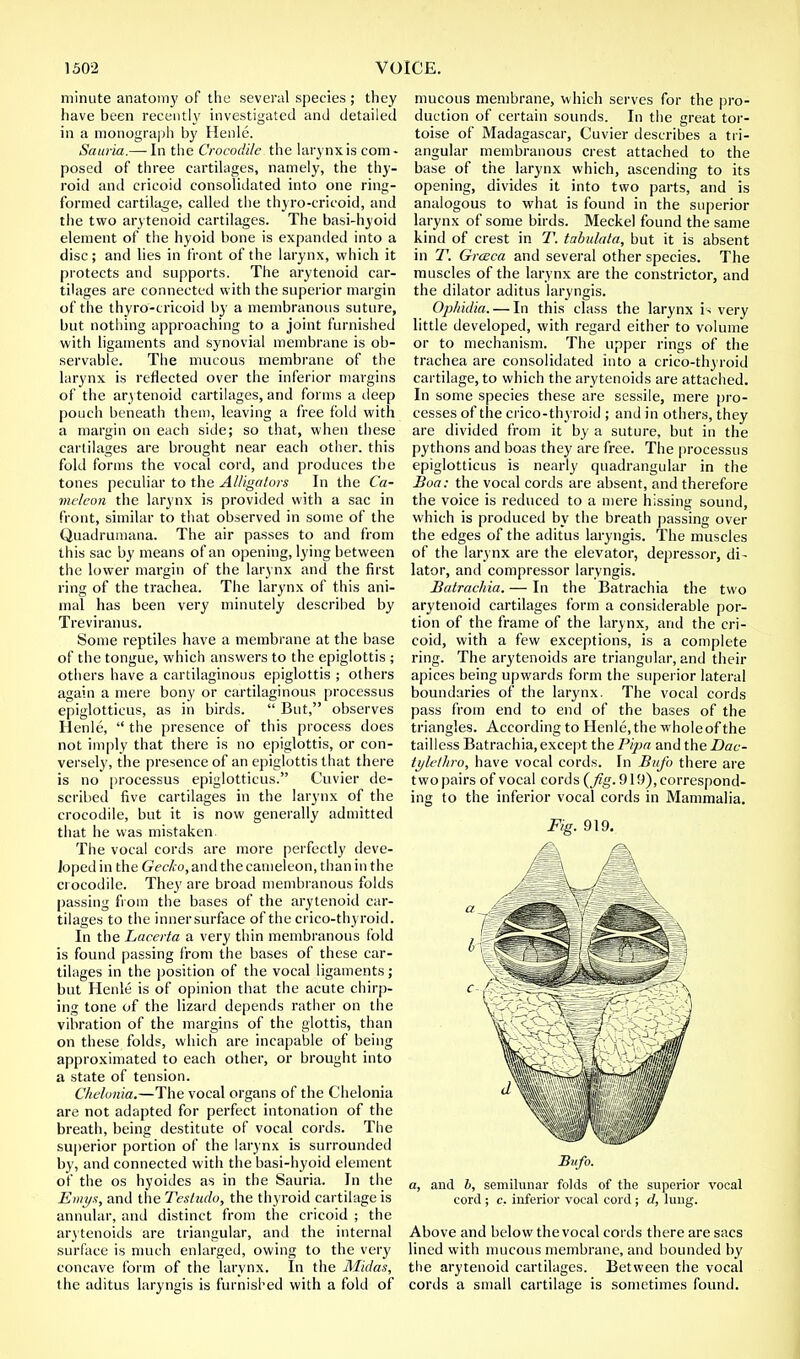 minute anatomy of the several species ; they have been recently investigated and detailed in a monograph by Henle. Sauria.— In the Crocodile the larynx is com- posed of three cartilages, namely, the thy- roid and cricoid consolidated into one ring- formed cartilage, called the thyro-cricoid, and the two arytenoid cartilages. The basi-hyoid element of the hyoid bone is expanded into a disc; and lies in front of the larynx, which it protects and supports. The arytenoid car- tilages are connected with the superior margin of the thyro-cricoid by a membranous suture, but nothing approaching to a joint furnished with ligaments and synovial membrane is ob- servable. The mucous membrane of the larynx is reflected over the inferior margins of the arytenoid cartilages, and forms a deep pouch beneath them, leaving a free fold with a margin on each side; so that, when these cartilages are brought near each other, this fold forms the vocal cord, and produces the tones peculiar to the Alligators In the Ca- me/eon the larynx is provided with a sac in front, similar to that observed in some of the Quadrumana. The air passes to and from this sac by means of an opening, lying between the lower margin of the larynx and the first ring of the trachea. The larynx of this ani- mal has been very minutely described by Treviranus. Some reptiles have a membrane at the base of the tongue, which answers to the epiglottis ; others have a cartilaginous epiglottis ; others again a mere bony or cartilaginous processus epiglotticus, as in birds.  But, observes Henle,  the presence of this process does not imply that there is no epiglottis, or con- versely, the presence of an epiglottis that there is no processus epiglotticus. Cuvier de- scribed five cartilages in the larynx of the crocodile, but it is now generally admitted that he was mistaken. The vocal cords are more perfectly deve- loped in the Gecko, and the cameleon, than in the crocodile. They are broad membranous folds passing from the bases of the arytenoid car- tilages to the innersurface of the crico-thyroid. In the Lacerta a very thin membranous fold is found passing from the bases of these car- tilages in the position of the vocal ligaments; but Henle is of opinion that the acute chirp- ing tone of the lizard depends rather on the vibration of the margins of the glottis, than on these folds, which are incapable of being approximated to each other, or brought into a state of tension. Chelonia.—The vocal organs of the Chelonia are not adapted for perfect intonation of the breath, being destitute of vocal cords. The superior portion of the larynx is surrounded by, and connected with the basi-hyoid element of the os hyoides as in the Sauria. In the Emys, and the Tesludo, the thyroid cartilage is annular, and distinct from the cricoid ; the arytenoids are triangular, and the internal surface is much enlarged, owing to the very concave form of the larynx. In the Midas, the aditus laryngis is furnished with a fold of mucous membrane, which serves for the pro- duction of certain sounds. In the great tor- toise of Madagascar, Cuvier describes a tri- angular membranous crest attached to the base of the larynx which, ascending to its opening, divides it into two parts, and is analogous to what is found in the superior larynx of some birds. Meckel found the same kind of crest in T. tabulala, but it is absent in T. GrcBca and several other species. The muscles of the larynx are the constrictor, and the dilator aditus laryngis. Ophidia.— In this class the larynx is very little developed, with regard either to volume or to mechanism. The upper rings of the trachea are consolidated into a crico-thyroid cartilage, to which the arytenoids are attached. In some species these are sessile, mere pro- cesses of the crico-thyroid ; and in others, they are divided from it by a suture, but in the pythons and boas they are free. The processus epiglotticus is nearly quadrangular in the Boa: the vocal cords are absent, and therefore the voice is reduced to a mere hissing sound, which is produced by the breath passing over the edges of the aditus laryngis. The muscles of the larynx are the elevator, depressor, di- lator, and compressor laryngis. Batrachia. — In the Batrachia the two arytenoid cartilages form a considerable por- tion of the frame of the larynx, and the cri- coid, with a few exceptions, is a complete ring. The arytenoids are triangular, and their apices being upwards form the superior lateral boundaries of the larynx. The vocal cords pass from end to end of the bases of the triangles. According to Henle, the whole of the tailless Batrachia, except the Pipa and the Dac- ti/lelhro, have vocal cords. In Bufo there are two pairs of vocal cords (Jig. 919), correspond- ing to the inferior vocal cords in Mammalia. Fig. 919. Bufo. a, and b, semilunar folds of the superior vocal cord ; c. inferior vocal cord ; d, luug. Above and below the vocal cords there are sacs lined with mucous membrane, and bounded by the arytenoid cartilages. Between the vocal cords a small cartilage is sometimes found.