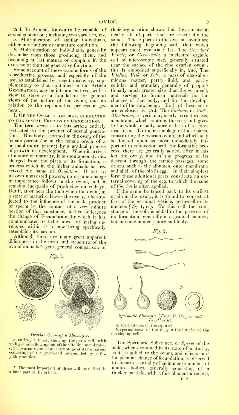 2nd. In Animals known to be capable of sexual generation ; including two varieties, viz. a. Multiplication of similar individuals, either in a mature or immature condition. b. Multiplication of individuals, generally dissimilar from those producing them, and becoming at last mature or complete in the exercise of the true generative function. Some account of these various forms of the reproductive process, and especially of the last, as established by recent discovery, sup- plementary to that contained in the Article Generation, maybe introduced here, with a view to serve as a foundation for general views of the nature of the ovum, and its relation to the reproductive process in ge- neral. I. Ok the Ovum in general, as related TO THE SEXUAL PROCESS OF GENERATION. The term ovum is in this article entirely restricted to the product of sexual genera- tion. This body is formed in the ovary of the female parent (or in the female organ of a hermaphrodite parent) by a gradual process of growth or development. When it arrives at a state of maturity, it is spontaneously dis- charged from the place of its formation, a process which in the higher animals has re- ceived the name of Ovulation. If left to its own unassisted powers, no organic change of importance follows in the ovum, and it remains incapable of producing an embryo. But if, at or near the time when the ovum, in a state of maturity, leaves the ovary, it be sub- jected to the influence of the male product or sperm by the contact of a very minute portion of that substance, it then undergoes the change of Fecundation, by which it has communicated to it the power of having de- veloped within it a new being specifically resembling its parents. Although there are many great apparent differences in the form and structure of the ova of animals*, yet a general comparison of Fig. 1. Ovarian Ovum of a Mammifer. a, entire ; b, burst, showing the germ-cell, with yolk grannies flowing out of the vitelline meml wane; c,the ovarian ovum at an early stage of its formation, consisting of the germ-eell surrounded by a few yolk granules. * The most important of these will be noticed in a later part of the article. their organisation shows that they consist in nearly all of parts that are essentially the same. These parts in the ovarian ovum are the following, beginning with that which appears most essential : 1st, The Germinal Vesicle, or Germ-cell; a nucleated orgaivc cell of microscopic size, generally situated near the surface of the ripe ovarian ovum : this is embedded superficially in, 2nd, The ViteUus, Yellc. or Yolk, a mass of oleo-albu- minous matter, partly fluid, and partly cellular and granular, generally of propor- tionally much greater size than the germ-cell, and serving to furnish materials for the changes of that body, and for the develop- ment of the new being. Both of these parts are enclosed by, 3rd, The Vile/line, or Yolk- Membrane, a vesicular, nearly structureless, membrane, which contains the rest, and gives to the whole usually more or less of a sphe- rical form. To the assemblage of these parts, constituting the ovarian ovum, and which may be looked upon as most immediately im- portant in connection with the formative pro- cess, there are generally added, after it has left the ovary, and in the progress of its descent through the female passages, some others, such as the albumen, outer membrane and shell of the bird's egg. In their simplest form these additional parts constitute an ex- ternal covering of the egg, to which the name of Chorion is often applied. If the ovum be traced back to its earliest origin in the ovary, it is found to consist at first of the germinal vesicle, germ-cell or its nucleus (Jig. 1, c). To this cell the sub- stance of the yolk is added in the progress of its formation, generally in a gradual manner, but in some animals more suddenly. Fig. 2. Spermatic Filaments (From H. Wagner and Lcuchhardt). a, spermatozoa of the squirrel. b, spermatozoa of the clog, in the interior of the developing cell. The Spermatic Substance, or Sperm of the male, when examined in its state of maturity, as it is applied to the ovum, and effects in it the peculiar change of fecundation, is observed to consist essentially of an immense number of minute bodies, generally consisting of a thicker particle, with a fine filament attached,