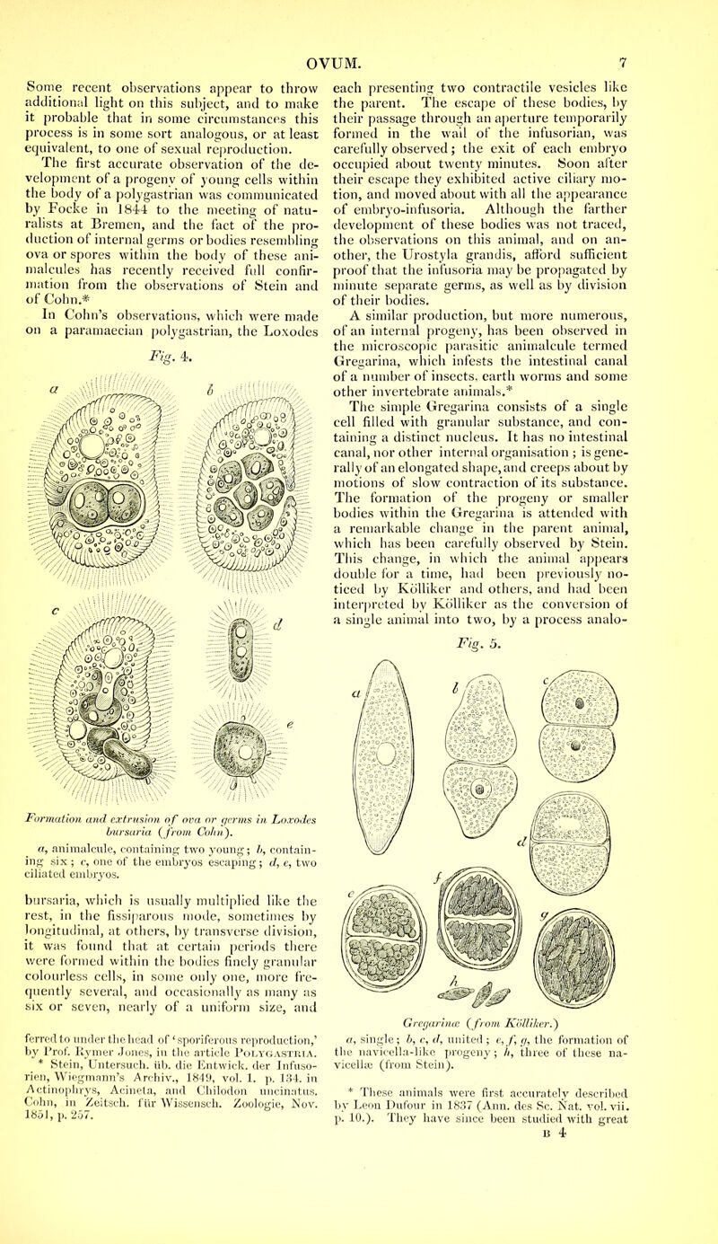 Some recent observations appear to throw additional light on this subject, and to make it probable that in some circumstances this process is in some sort analogous, or at least equivalent, to one of sexual reproduction. The first accurate observation of the de- velopment of a progeny of young cells within the body of a polygastrian was communicated by Focke in 1844 to the meeting of natu- ralists at Bremen, and the fact of the pro- duction of internal germs or bodies resembling ova or spores within the body of these ani- malcules has recently received full confir- mation from the observations of Stein and of Cohn.* In Cohn's observations, which were made on a paramaecian polygastrian, the Loxodes Fig. 4. !<//// Formation and extrusion o f ova or germs in Loxodes bursaria {from Colin). a, animalcule, containing two young; contain- ing six ; c, one of the embryos escaping; d, e, two ciliated embryos. bursaria, which is usually multiplied like the rest, in the fissiparous mode, sometimes by longitudinal, at others, by transverse division, it was found that at certain periods there were formed within the bodies finely granular colourless cells, in some only one, more fre- quently several, and occasionally as many as six or seven, nearly of a uniform size, and ferred to under thehead of' sporiferous reproduction,' by Prof. Rymer Jones, in the article Polygastria. * Stein, Untersuch. iib. die Entwick. der Infuso- rien, Wiegmann's Archiv., 1849, vol. 1. p. 134. in Actinophrys, Acineta, and Chilodon uncinates. Cohn, in Zeitsch. fur Wissensch. Zoologie, Nov. 1851, p. 257. each presenting two contractile vesicles like the parent. The escape of these bodies, by their passage through an aperture temporarily formed in the wail of the infusorian, was carefully observed; the exit of each embryo occupied about twenty minutes. Soon after their escape they exhibited active ciliary mo- tion, and moved about with all the appearance of embryo-infusoria. Although the farther development of these bodies was not traced, the observations on this animal, and on an- other, the Urostyla grandis, afford sufficient proof that the infusoria may be propagated by minute separate germs, as well as by division of their bodies. A similar production, but more numerous, of an internal progeny, has been observed in the microscopic parasitic animalcule termed Gregarina, which infests the intestinal canal of a number of insects, earth worms and some other invertebrate animals.* The simple Gregarina consists of a single cell filled with granular substance, and con- taining a distinct nucleus. It has no intestinal canal, nor other internal organisation; is gene- rally of an elongated shape, and creeps about by motions of slow contraction of its substance. The formation of the progeny or smaller bodies within the Gregarina is attended with a remarkable change in the parent animal, which has been carefully observed by Stein. This change, in which the animal appears double for a time, had been previously no- ticed by Kolliker and others, and had been interpreted by Kolliker as the conversion of a single animal into two, by a process analo- Fig. 5. Gregarinm ( from Kolliker.) a, single; b, c, d, united ; e, f, g, the formation of the navicella-like progeny ; h, three of these na- vicelhc (from Stein). * These animals were first accurately described by Leon Dufour in 1837 (Ann. des Sc. Nat. vol. vii. p. 10.). The}' have since been studied with great