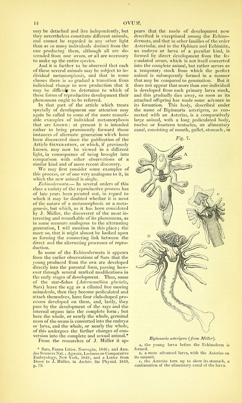 may be detached and live independently, but they nevertheless constitute different animals, and cannot be regarded in any other light than as so many individuals distinct from the one producing them, although all are de- scended from one ovum, or all are necessary to make up the entire species. And it is further to be observed that each of these several animals may be subject to in- dividual metamorphosis, and that in some classes there is so gradual a transition from individual change to new production that it may be difficult to determine to which of these forms of reproductive development their phenomena ought to be referred. In that part of the article which treats specially of development our attention may again be called to some of the more remark- able examples of individual metamorphosis that are known : at present it is intended rather to bring prominently forward those instances of alternate generation which have been discovered since the publication of the Article Generation, or which, if previously known, may now be viewed in a different light, in consequence of being brought into comparison with other observations of a similar kind and of more recent discovery. We may first consider some examples of this process, or of one very analogous to it, in which the new animal is single. Echinodermala.— In several orders of this class a variety of the reproductive process has of late years been pointed out, in regard to which it may be doubted whether it is most of the nature of a metamorphosis or a meta- genesis, but which, as it has been considered by J. Midler, the discoverer of the most in- teresting and remarkable of its phenomena, as in some measure analogous to the alternating generation, I will mention in this place; the more so, that it might almost be looked upon as forming the connecting link between the direct and the alternating processes of repro- duction. In some of the Echinodermata it appears from the earlier observations of Sars that the young produced from the ova are developed directly into the parental form, passing how- ever through several marked modifications in the early stages of development. Thus, some of the star-fishes {Asteracanthicm glac'udis, Sars) leave the egg as a ciliated tree moving animalcule, then they become pediculated and attach themselves, have four club-shaped pro- cesses developed on them, and, lastly, they pass by the development of the rays and the internal organs into the complete form ; but here the whole, or nearly the whole, germinal mass of the ovum is converted into the embryo or larva, and the whole, or nearly the whole, of this undergoes the farther changes of con- version into the complete and sexual animal.* From the researches of J. Miiller it ap- * Sars, Fauna Littor. Norvegia;, 184G ; and Ann. des Sciences Nat.; Agassiz, Lectures on Comparative Embryology, New York, 1849; and a Letter from Desor to J. Miiller, in Archiv. fiir Physiol. 1849, p. 79. pears that the mode of development now described is exceptional among the Echino- dermata, and that in other families of the erder Asteriadae, and in the Ophiura and Echinida?, an embryo or larva of a peculiar kind, is formed by direct development from the fe- cundated ovum, which is not itself converted into the complete animal, but rather serves as a temporary stock from which the perfect animal is subsequently formed in a manner that may be compared to gemmation. But it does not appear that more than one individual is developed from each primary larva stock, and this gradually dies away, so soon as its attached offspring has made some advance in its formation. This body, described under the name of Bipinnaria asterigera, as con- nected with an Asterias, is a comparatively large animal, with a long pediculated body, twelve or fourteen tentacles, an alimentary canal, consisting of mouth, gullet, stomach , in Fig. 7. Bipinnaria asterigera {from Miiller). A, the young larva before the Echinoderm is formed. b, a more advanced larva, with the Asterias on its summit. c, the Asterias torn up to show its stomach, a continuation of the alimentary canal of the larva.