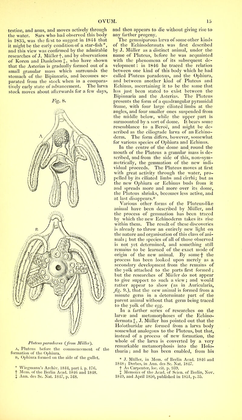 testine, and anus, and moves actively through the water. Sars who had observed this body in 1835, was the first to suggest in 1844 that it might be the early condition of a star-fish*, and this view was confirmed by the admirable researches of J. Miillerf, and by observations of Koren and Danielson J, who have shown that the Asterias is gradually formed out of a small granular mass which surrounds the stomach of the Bipinnaria, and becomes se- parated from the stock when in a compara- tively early state of advancement. The larva stock moves about afterwards for a few days, Fig. 8. Platens paradoxus {from Muller). A, Pluteus before the commencement of the formation of the Ophiura. b, Ophiura formed on the side of the gullet. * Wiegniami's Archiv. 1844, part i. p. 176. t Mem. of the Berlin Acad. 1846 and 1848. % Ann. des Sc. Nat. 1847, p. 348. and then appears to die without giving rise to any farther progeny. The gemmiparous larva of some other kinds of the Echinodermata was first described by J. Miiller as a distinct animal, under the name of Pluteus, before he was acquainted with the phenomena of its subsequent de- velopment : in 1846 he traced the relation between one kind of this body which he had called Pluteus paradoxus, and the Ophiura, and between another kind of Pluteus and Echinus, ascertaining it to be the same that has just been stated to exist between the Bipinnaria and the Asterias. The Pluteus presents the form of a quadrangular pyramidal frame, with four large ciliated limbs at the angles, and four smaller ones suspended from the middle below, while the upper part is surmounted by a sort of dome. It bears some resemblance to a Beroe, and might be de- scribed as the ciliograde larva of an Echino- derm. The form differs, however, somewhat for various species of Ophiura and Echinus. In the centre of the dome and round the mouth of the Pluteus a granular mass is de- scribed, and from the side of this, non-sym- metrically, the gemmation of the new indi- vidual proceeds. The Pluteus moves at first with great activity through the water, pro- pelled by its ciliated limbs and cirrhi; but as the new Ophiura or Echinus buds from it and spreads more and more over its dome, the Pluteus shrinks, becomes less active, and at last disappears.* Various other forms of the Pluteus-like animal have been described by Miiller, and the process of gemmation has been traced by which the new Echinoderm lakes its rise within them. The result of these discoveries is already to throw an entirely new light on the nature and organisation of this class of ani- mals ; but the species of all of those observed is not yet determined, and something still remains to be learned of the exact mode of origin of the new animal. By some f the process has been looked upon merely as a secondary development from the remains of the yolk attached to the parts first formed ; but the researches of Miiller do not appear to give support to such a view ; and would rather appear to show (as in Auricularia, fig. 9.), that the new animal is formed from a minute germ in a determinate part of the parent animal without that germ being traced to the yolk of the egg. In a farther series of researches on the larvae and metamorphoses of the Echino- dermata \, J. Miiller has pointed out that the Holothurida; are formed from a larva body somewhat analogous to the Pluteus, but that, instead of a process of new formation, the whole of the larva is converted by a very remarkable metamorphosis into the Holo- thuria ; and he has been enabled, from his * J. Miiller, in Mem. of Berlin Acad. 184G and 1848; Derbes, in Ann. des Sc. Nat. 1847. f As Carpenter, loc. cit. p. 939. \ Memoirs of the Acad, of Scien. of Berlin, Nov. 1849, and April 1850, published in 1851, p. 35.