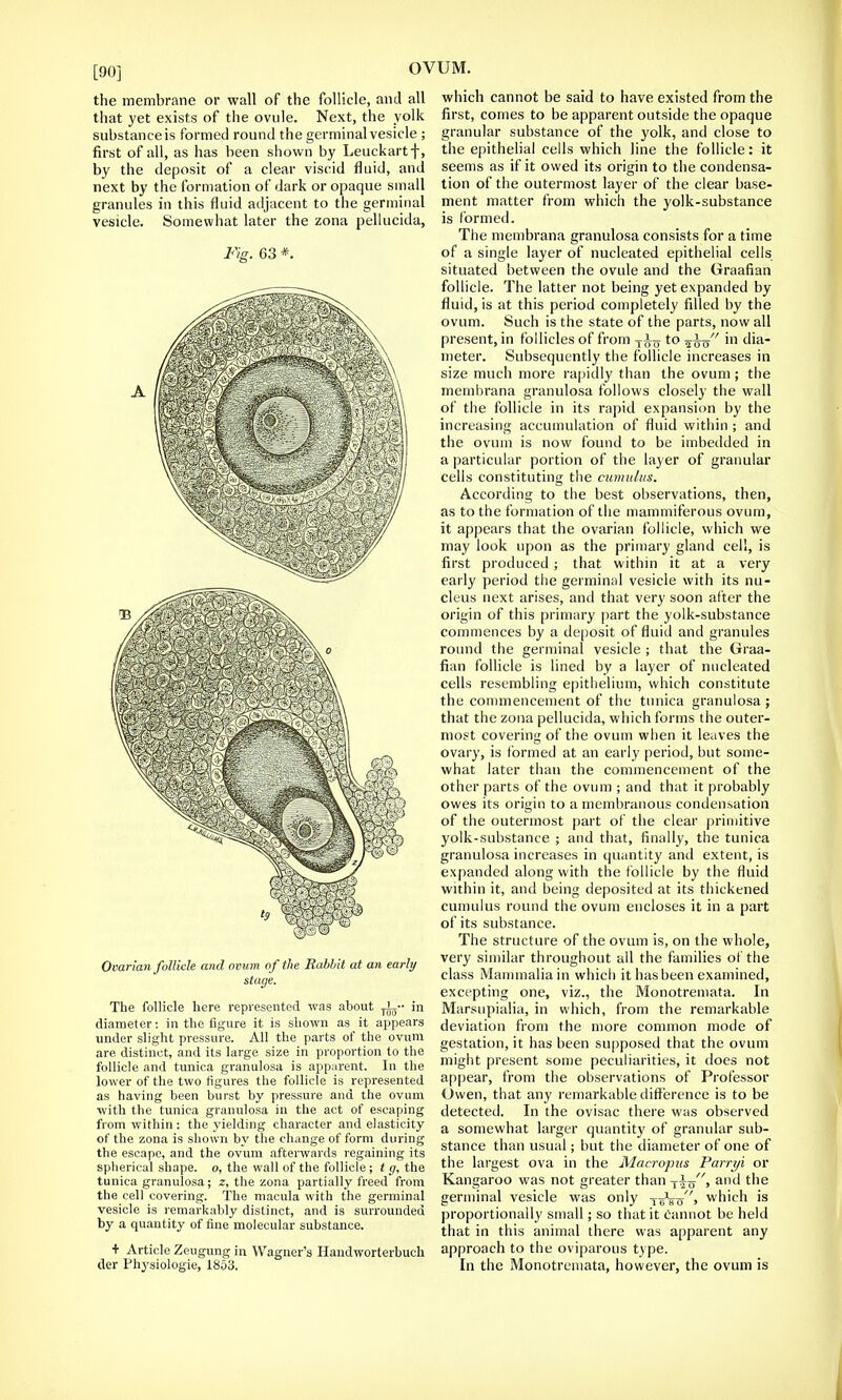 [90] the membrane or wall of the follicle, and all that yet exists of the ovule. Next, the yolk substance is formed round the germinal vesicle ; first of all, as has been shown by Leuckart-|-, by the deposit of a clear viscid fluid, and next by the formation of dark or opaque small granules in this fluid adjacent to the germinal vesicle. Somewhat later the zona pellucida, Fig. 63 *. Ovarian follicle and ovum of the Rabbit at an early stage. The follicle here represented was about -pL- in diameter: in the figure it is shown as it appears under slight pressure. All the parts of the ovum are distinct, and its large size in proportion to the follicle and tunica granulosa is apparent. In the lower of the two figures the follicle is represented as having been burst by pressure and the ovum with the tunica granulosa in the act of escaping from within: the yielding character and elasticity of the zona is shown by the change of form during the escape, and the ovum afterwards regaining its spherical shape, o, the wall of the follicle ; t g, the tunica granulosa; z, the zona partially freed from the cell covering. The macula with the germinal vesicle is remarkably distinct, and is surrounded by a quantity of fine molecular substance. + Article Zeugung in Wagner's Handworterbuch der Physiologie, 1853. which cannot be said to have existed from the first, comes to be apparent outside the opaque granular substance of the yolk, and close to the epithelial cells which line the follicle: it seems as if it owed its origin to the condensa- tion of the outermost layer of the clear base- ment matter from which the yolk-substance is formed. The membrana granulosa consists for a time of a single layer of nucleated epithelial cells situated between the ovule and the Graafian follicle. The latter not being yet expanded by fluid, is at this period completely filled by the ovum. Such is the state of the parts, now all present, in follicles of from -j-i^ to ^ho m di- meter. Subsequently the follicle increases in size much more rapidly than the ovum ; the membrana granulosa follows closely the wall of the follicle in its rapid expansion by the increasing accumulation of fluid within ; and the ovum is now found to be imbedded in a particular portion of the layer of granular cells constituting the cumulus. According to the best observations, then, as to the formation of the mammiferous ovum, it appears that the ovarian follicle, which we may look upon as the primary gland cell, is first produced ; that within it at a very early period the germinal vesicle with its nu- cleus next arises, and that very soon after the origin of this primary part the yolk-substance commences by a deposit of fluid and granules round the germinal vesicle ; that the Graa- fian follicle is lined by a layer of nucleated cells resembling epithelium, which constitute the commencement of the tunica granulosa ; that the zona pellucida, which forms the outer- most covering of the ovum when it leaves the ovary, is formed at an early period, but some- what later than the commencement of the other parts of the ovum ; and that it probably owes its origin to a membranous condensation of the outermost part of the clear primitive yolk-substance ; and that, finally, the tunica granulosa increases in quantity and extent, is expanded along with the follicle by the fluid within it, and being deposited at its thickened cumulus round the ovum encloses it in a part of its substance. The structure of the ovum is, on the whole, very similar throughout all the families of the class Mammalia in which it has been examined, excepting one, viz., the Monotremata. In Marsupialia, in which, from the remarkable deviation from the more common mode of gestation, it has been supposed that the ovum might present some peculiarities, it does not appear, from the observations of Professor Owen, that any remarkable difference is to be detected. In the ovisac there was observed a somewhat larger quantity of granular sub- stance than usual; but the diameter of one of the largest ova in the Macropus Parryi or Kangaroo was not greater than T|o, and the germinal vesicle was only TgVo> wdiich is proportionally small; so that it cannot be held that in this animal there was apparent any approach to the oviparous type. In the Monotremata, however, the ovum is