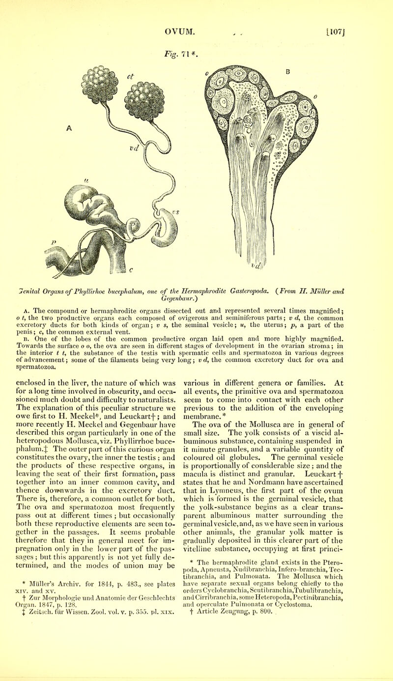 Fig. 71 *. 7enital Organs of Phyttirhoe huecphalum, one of the Hermaphrodite Gasteropoda. ( From II. Mutter and Gegenbaur.~) A. The compound or hermaphrodite organs dissected out and represented several times magnified; o t, the two productive organs each composed of ovigerous and seminiferous parts; v d, the common excretory ducts for both kinds of organ; v s, the seminal vesicle; u, the uterus; p, a part of the penis; c, the common external vent. b. One of the lobes of the common productive organ laid open and more highly magnified. Towards the surface o o, the ova are seen in different stages of development in the ovarian stroma; in the interior t t, the substance of the testis with spermatic cells and spermatozoa in various degrees of advancement; some of the filaments being very long; v d, the common excretory duct for ova and spermatozoa. enclosed in the liver, the nature of which was for along time involved in obscurity, and occa- sioned much doubt and difficulty to naturalists. The explanation of this peculiar structure we owe first to H. Meckel*, and Leuckartf; and more recently H. Meckel and Gegenbaur have described this organ particularly in one of the heteropodous Mollusca, viz. Phyllirrhoe buce- phalum.J The outer part of this curious organ constitutes the ovary, the inner the testis ; and the products of these respective organs, in leaving the seat of their first formation, pass together into an inner common cavity, and thence downwards in the excretory duct. There is, therefore, a common outlet for both. The ova and spermatozoa most frequently pass out at different times ; but occasionally both these reproductive elements are seen to- gether in the passages. It seems probable therefore that they in general meet for im- pregnation only in the lower part of the pas- sages ; but this apparently is not yet fully de- termined, and the modes of union may be * Muller's Archiv. for 184-1, p. 483., see plates xiv. and xv. f Zur Morphologic und Anatomic der Geschlechts Organ. 1847, p. 128. X Zeitsch. fur Wissen. Zool. vol. v. p. 355. pi. xix. various in different genera or families. At all events, the primitive ova and spermatozoa seem to come into contact with each other previous to the addition of the enveloping membrane. * The ova of the Mollusca are in general of small size. The yolk consists of a viscid al- buminous substance, containing suspended in it minute granules, and a variable quantity of coloured oil globules. The germinal vesicle is proportionally of considerable size ; and the macula is distinct and granular. Leuckart-j- states that he and Nordmann have ascertained that in Lymneus, the first part of the ovum which is formed is the germinal vesicle, that the yolk-substance begins as a clear trans- parent albuminous matter surrounding the germinal vesicle, and, as we have seen in various other animals, the granular yolk matter is gradually deposited in this clearer part of the vitelline substance, occupying at first princi- * The hermaphrodite gland exists in the Ptero- poda, Apneusta, Nudibranchia, Infero-branchia, Tec- tibranchia, and Pulmonata. The Mollusca which have separate sexual organs belong chiefly to the orders Cyclobranchia, Soutibraachia,Tubulibranchia, and Cirribranchia, some Heteropoda, Pectinibranchia, and operculate Pulmonata or Cyclostoma. f Article Zeugung, p. 800.