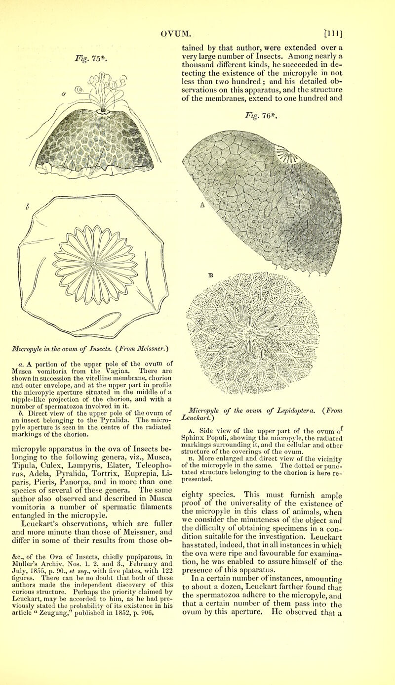 Fig. 75*. Micropyle in the ovum of Insects. {From Meissner.) a. A portion of the upper pole of the ovum of Musca voraitoria from the Vagina. There are shown in succession the vitelline membrane, chorion and outer envelope, and at the upper part in profile the micropyle aperture situated in the middle of a nipple-like projection of the chorion, and with a number of spermatozoa involved in it. b. Direct view of the upper pole of the ovum of an insect belonging to the Tyralida. The micro- pyle aperture is seen in the centre of the radiated markings of the chorion. micropyle apparatus in the ova of Insects be- longing to the following genera, viz., Musca, Tipula, Culex, Lampyris, Elater, Teleopho- rus, Aelela, Pyralida, Tortrix, Euprepia, Li- paris, Pieris, Panorpa, and in more than one species of several of these genera. The same author also observed and described in Musca vomitoria a number of spermatic filaments entangled in the micropyle. Leuckart's observations, which are fuller and more minute than those of Meissner, and differ in some of their results from those ob- &c, of the Ova of Insects, chiefly pupiparous, in Midler's Archiv. Nos. 1. 2. and 3., February and July, 1855, p. 90., et seq., with five plates, with 122 figures. There can be no doubt that both of these authors made the independent discovery of this curious structure. Perhaps the priority claimed by Leuckart, may be accorded to him, as he had pre- viously stated the probability of its existence in his article  Zeugung, published in 1852, p. 906. tained by that author, were extended over a very large number of Insects. Among nearly a thousand different kinds, he succeeded in de- tecting the existence of the micropyle in not less than two hundred ; and his detailed ob- servations on this apparatus, and the structure of the membranes, extend to one hundred and Fig. 76*. Micropyle of the ovum of Lepidoptera. {From Leuckart.) a. Side view of the upper part of the ovum o^ Sphinx Populi, showing the micropyle, the radiated markings surrounding it, and the cellular and other structure of the coverings of the ovum. b. More enlarged and direct view of the vicinity of the micropyle in the same. The dotted or punc- tated structure belonging to the chorion is here re- presented. eighty species. This must furnish ample proof of the universality of the existence of the micropyle in this class of animals, when we consider the minuteness of the object and the difficulty of obtaining specimens in a con- dition suitable for the investigation. Leuckart has stated, indeed, that in all instances in which the ova were ripe and favourable for examina- tion, he was enabled to assure himself of the presence of this apparatus. In a certain number of instances, amounting to about a dozen, Leuckart farther found that the spermatozoa adhere to the micropyle, and that a certain number of them pass into the ovum by this aperture. He observed that a