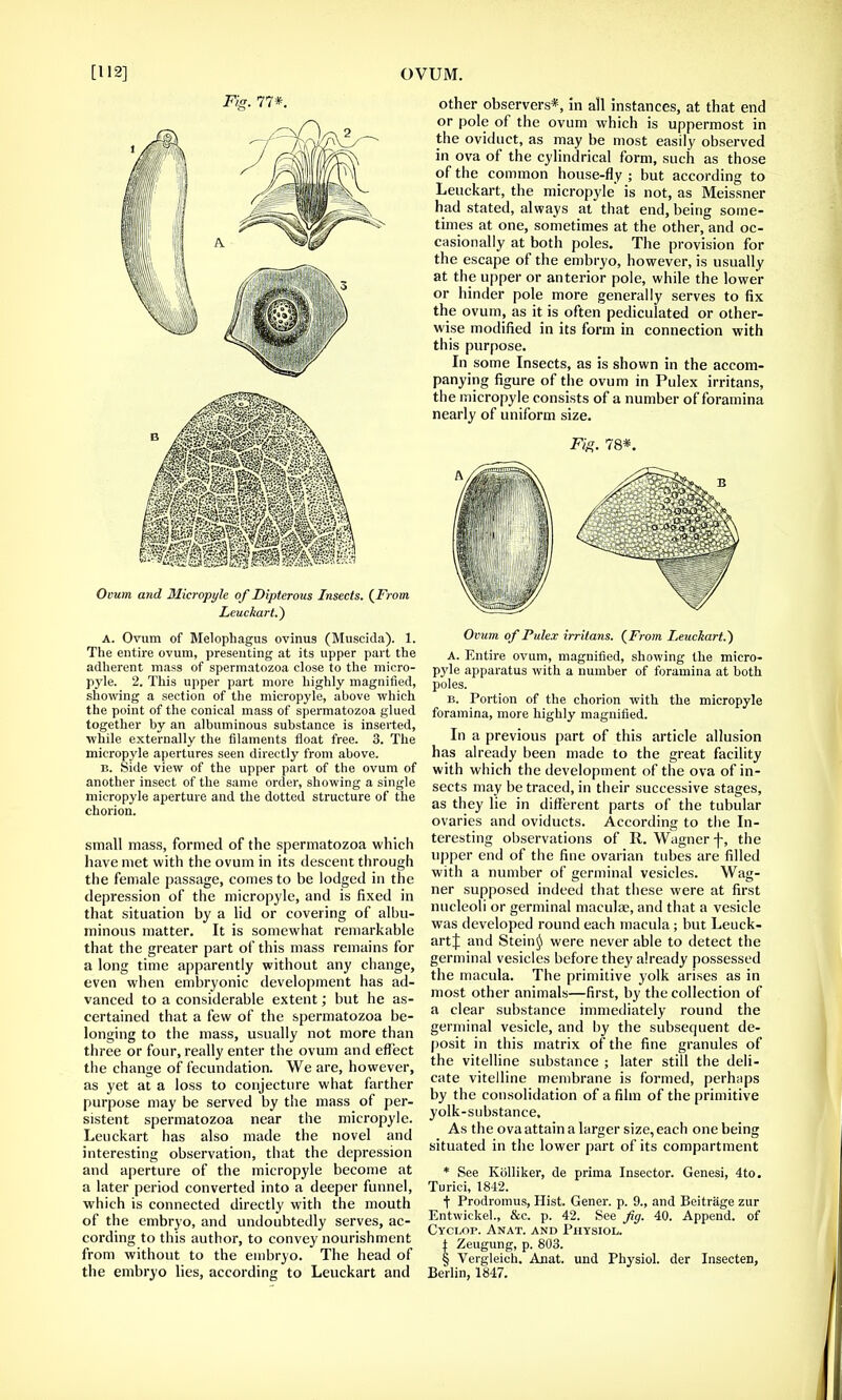 Fig. 77*. Omm and Micropyle of Dipterous Insects. {From Leuckart.) A. Ovum of Melophagus ovinus (Muscida). 1. The entire ovum, presenting at its upper part the adherent mass of spermatozoa close to the micro- pyle. 2. This upper part more highly magnified, showing a section of the micropyle, above which the point of the conical mass of spermatozoa glued together by an albuminous substance is inserted, while externally the filaments float free. 3. The micropyle apertures seen directly from above. b. Side view of the upper part of the ovum of another insect of the same order, showing a single micropyle aperture and the dotted structure of the chorion. small mass, formed of the spermatozoa which have met with the ovum in its descent through the female passage, comes to be lodged in the depression of the micropyle, and is fixed in that situation by a lid or covering of albu- minous matter. It is somewhat remarkable that the greater part of this mass remains for a long time apparently without any change, even when embryonic development has ad- vanced to a considerable extent; but he as- certained that a few of the spermatozoa be- longing to the mass, usually not more than three or four, really enter the ovum and effect the change of fecundation. We are, however, as yet at a loss to conjecture what farther purpose may be served by the mass of per- sistent spermatozoa near the micropyle. Leuckart has also made the novel and interesting observation, that the depression and aperture of the micropyle become at a later period converted into a deeper funnel, which is connected directly with the mouth of the embryo, and undoubtedly serves, ac- cording to this author, to convey nourishment from without to the embryo. The head of other observers*, in all instances, at that end or pole of the ovum which is uppermost in the oviduct, as may be most easily observed in ova of the cylindrical form, such as those of the common house-fly ; but according to Leuckart, the micropyle is not, as Meissner had stated, always at that end, being some- times at one, sometimes at the other, and oc- casionally at both poles. The provision for the escape of the embryo, however, is usually at the upper or anterior pole, while the lower or hinder pole more generally serves to fix the ovum, as it is often pediculated or other- wise modified in its form in connection with this purpose. In some Insects, as is shown in the accom- panying figure of the ovum in Pulex irritans, the micropyle consists of a number of foramina nearly of uniform size. Fig. 78*. Ovum of Pulex irritans. {From Leuckart.) A. Entire ovum, magnified, showing the micro- pyle apparatus with a number of foramina at both poles. b. Portion of the chorion with the micropyle foramina, more highly magnified. In a previous part of this article allusion has already been made to the great facility with which the development of the ova of in- sects may be traced, in their successive stages, as they lie in different parts of the tubular ovaries and oviducts. According to the In- teresting observations of R. Wagner f, the upper end of the fine ovarian tubes are filled with a number of germinal vesicles. Wag- ner supposed indeed that these were at first nucleoli or germinal macula?, and that a vesicle was developed round each macula; but Leuck- artj and Steint) were never able to detect the germinal vesicles before they already possessed the macula. The primitive yolk arises as in most other animals—first, by the collection of a clear substance immediately round the germinal vesicle, and by the subsequent de- posit in this matrix of the fine granules of the vitelline substance ; later still the deli- cate vitelline membrane is formed, perhnps by the consolidation of a film of the primitive yolk-substance. As the ova attain a larger size, each one being situated in the lower part of its compartment * See Kolliker, de prima Insector. Genesi, 4to. Turici, 1842. •f Prodromus, Hist. Gener. p. 9., and Beitrage zur Entwickel., &c. p. 42. See fig. 40. Append, of Cyclop. Anat. and Physiol,. t Zeugung, p. 803. § Vergleich. Anat. und Physiol, der Insecten,