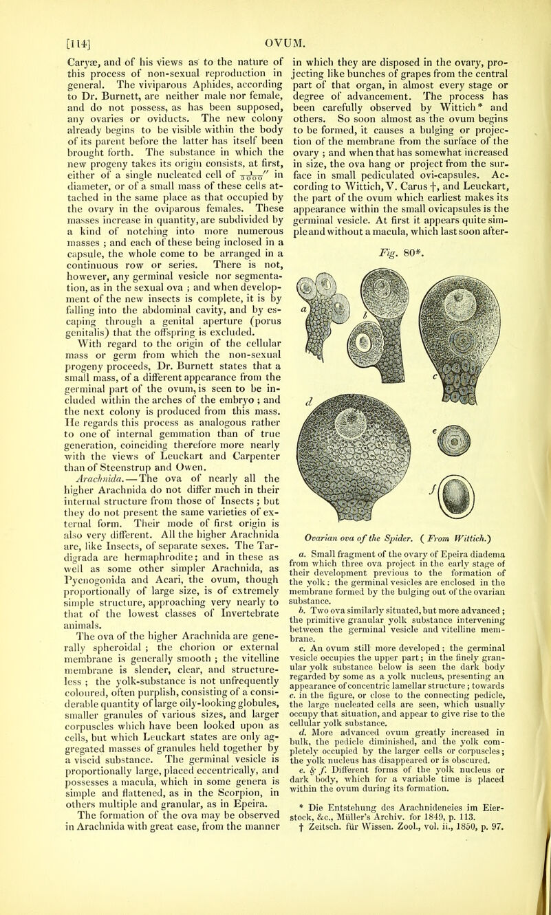 Caryae, and of his views as to the nature of this process of non-sexual reproduction in general. The viviparous Aphides, according to Dr. Burnett, are neither male nor female, and do not possess, as has been supposed, any ovaries or oviducts. The new colony already begins to be visible within the body of its parent before the latter has itself been brought forth. The substance in which the new progeny takes its origin consists, at first, either of a single nucleated cell of -soW in diameter, or of a small mass of these cells at- tached in the same place as that occupied by the ovary in the oviparous females. These masses increase in quantity, are subdivided by a kind of notching into more numerous masses ; and each of these being inclosed in a capsule, the whole come to be arranged in a continuous row or series. There is not, however, any germinal vesicle nor segmenta- tion, as in the sexual ova ; and when develop- ment of the new insects is complete, it is by falling into the abdominal cavity, and by es- caping through a genital aperture (poms genitalis) that the offspring is excluded. With regard to the origin of the cellular mass or germ from which the non-sexual progeny proceeds, Dr. Burnett states that a small mass, of a different appearance from the germinal part of the ovum, is seen to be in- cluded within the arches of the embryo ; and the next colony is produced from this mass, lie regards this process as analogous rather to one of internal gemmation than of true generation, coinciding therefore more nearly with the views of Leuckart and Carpenter than of Steenstrup and Owen. Arachnida.— The ova of nearly all the higher Arachnida do not differ much in their internal structure from those of Insects ; but they do not present the same varieties of ex- ternal form. Their mode of first origin is also very different. All the higher Arachnida are, like Insects, of separate sexes. The Tar- digrada are hermaphrodite; and in these as well as some other simpler Arachnida, as Pycnogonida and Acari, the ovum, though proportionally of large size, is of extremely simple structure, approaching very nearly to that of the lowest classes of Invertebrate animals. The ova of the higher Arachnida are gene- rally spheroidal ; the chorion or external membrane is generally smooth ; the vitelline membrane is slender, clear, and structure- less ; the yolk-substance is not unfrequently coloured, often purplish, consisting of a consi- derable quantity of large oily-looking globules, smaller granules of various sizes, and larger corpuscles which have been looked upon as cells, but which Leuckart states are only ag- gregated masses of granules held together by a viscid substance. The germinal vesicle is proportionally large, placed eccentrically, and possesses a macula, which in some genera is simple and flattened, as in the Scorpion, in others multiple and granular, as in Epeira. The formation of the ova may be observed in Arachnida with great ease, from the manner in which they are disposed in the ovary, pro- jecting like bunches of grapes from the central part of that organ, in almost every stage or degree of advancement. The process has been carefully observed by Wittich * and others. So soon almost as the ovum begins to be formed, it causes a bulging or projec- tion of the membrane from the surface of the ovary ; and when that has somewhat increased in size, the ova hang or project from the sur- face in small pediculated ovi-capsules. Ac- cording to Wittich,V. Carusf, and Leuckart, the part of the ovum which earliest makes its appearance within the small ovicapsules is the germinal vesicle. At first it appears quite sim- pleand without a macula, which last soon after- Fig. 80*. Ovarian ova of the Spider. ( From Wittich.') a. Small fragment of the ovary of Epeira diadema from which three ova project in the early stage of their development previous to the formation of the yolk: the germinal vesicles are enclosed in the membrane formed by the bulging out of the ovarian substance. b. Two ova similarly situated, but more advanced ; the primitive granular yolk substance intervening between the germinal vesicle and vitelline mem- brane. c. An ovum still more developed; the germinal vesicle occupies the upper part; in the finely gran- ular yolk substance below is seen the dark body regarded by some as a yolk nucleus, presenting an appearance of concentric lamellar structure; towards c. in the figure, or close to the connecting pedicle, the large nucleated cells are seen, which usually occupy that situation, and appear to give rise to the cellular yolk substance. d. More advanced ovum greatly increased in bulk, the pedicle diminished, and the j'olk com- pletely occupied by the larger cells or corpuscles; the yolk nucleus has disappeared or is obscured. e. §• f. Different forms of the yolk nucleus or dark body, which for a variable time is placed within the ovum during its formation. * Die Entstehung des Arachnideneies im Eier- stock, &c, Miiller's Archiv. for 1849, p. 113. t Zeitsch. fiir Wissen. Zool., vol. ii., 1850, p. 97.