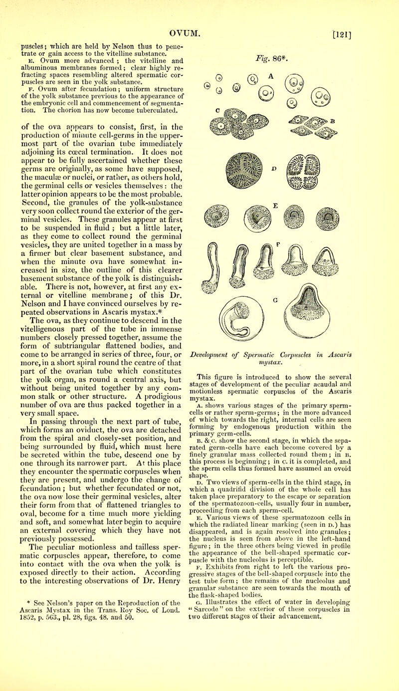 puscles; which are held by Nelson thus to pene- trate or gain access to the vitelline substance. b. Ovum more advanced ; the vitelline and albuminous membranes formed; clear highly re- fracting spaces resembling altered spermatic cor- puscles are seen in the yolk substance. f. Ovum after fecundation; uniform structure of the yolk substance previous to the appearance of the embryonic cell and commencement of segmenta- tion. The chorion has now become tuberculated. of the ova appears to consist, first, in the production of minute cell-germs in the upper- most part of the ovarian tube immediately adjoining its ccecal termination. It does not appear to be fully ascertained whether these germs are originally, as some have supposed, the macula; or nuclei, or rather, as others hold, the germinal cells or vesicles themselves : the latter opinion appears to be the most probable. Second, the granules of the yolk-substance very soon collect round the exterior of the ger- minal vesicles. These granules appear at first to be suspended in fluid ; but a little later, as they come to collect round the germinal vesicles, they are united together in a mass by a firmer but clear basement substance, and when the minute ova have somewhat in- creased in size, the outline of this clearer basement substance of the yolk is distinguish- able. There is not, however, at first any ex- ternal or vitelline membrane; of this Dr. Nelson and I have convinced ourselves by re- peated observations in Ascaris mystax.* The ova, as they continue to descend in the vitelligenous part of the tube in immense numbers closely pressed together, assume the form of subtriangular flattened bodies, and come to be arranged in series of three, four, or more, in a short spiral round the centre of that part of the ovarian tube which constitutes the yolk organ, as round a central axis, but without being united together by any com- mon stalk or other structure. A prodigious number of ova are thus packed together in a very small space. In passing through the next part of tube, which forms an oviduct, the ova are detached from the spiral and closely-set position, and being surrounded by fluid, which must here be secreted within the tube, descend one by one through its narrower part. At this place they encounter the spermatic corpuscles when they are present, and undergo the change of fecundation ; but whether fecundated or not, the ova now lose their germinal vesicles, alter their form from that of flattened triangles to oval, become for a time much more yielding and soft, and somewhat later begin to acquire an external covering which they have not previously possessed. The peculiar motionless and tailless sper- matic corpuscles appear, therefore, to come into contact with the ova when the yolk is exposed directly to their action. According to the interesting observations of Dr. Henry * See Nelson's paper on the Reproduction of the Ascaris Mvstax in the Trans. Roy Soc. of Lond. 1852, p. 5G3., pi. 28, tigs. 48. and 50. [121] Fig. 86*. Development of Spermatic Corpuscles in jlscaris mystax. This figure is introduced to show the several stages of development of the peculiar acaudal and motionless spermatic corpuscles of the Ascaris mystax. a. shows various stages of the primary sperm- cells or rather sperm-germs; in the more advanced of which towards the right, internal cells are seen forming by endogenous production within the primary germ-cells. b. & c. show the second stage, in which the sepa- rated germ-cells have each become covered by a finely granular mass collected round them; in n. this process is beginning; in c. it is completed, and the sperm cells thus formed have assumed an ovoid shape. d. Two views of sperm-cells in the third stage, in which a quadrifid division of the whole cell has taken place preparatory to the escape or separation of the spermatozoon-cells, usually four in number, proceeding from each sperm-cell. e. Various views of these spermatozoon cells in which the radiated linear marking (seen in d.) has disappeared, and is again resolved into granules; the nucleus is seen from above in the left-hand figure; in the three others being viewed in profile the appearance of the bell-shaped spermatic cor- puscle with the nucleolus is perceptible. f. Exhibits from right to left the various pro- gressive stages of the bell-shaped corpuscle into the test tube form; the remains of the nucleolus and granular substance are seen towards the mouth of the flask-shaped bodies. g. Illustrates the effect of water in developing  Sarcode  on the exterior of these corpuscles in two different stages of their advancement.