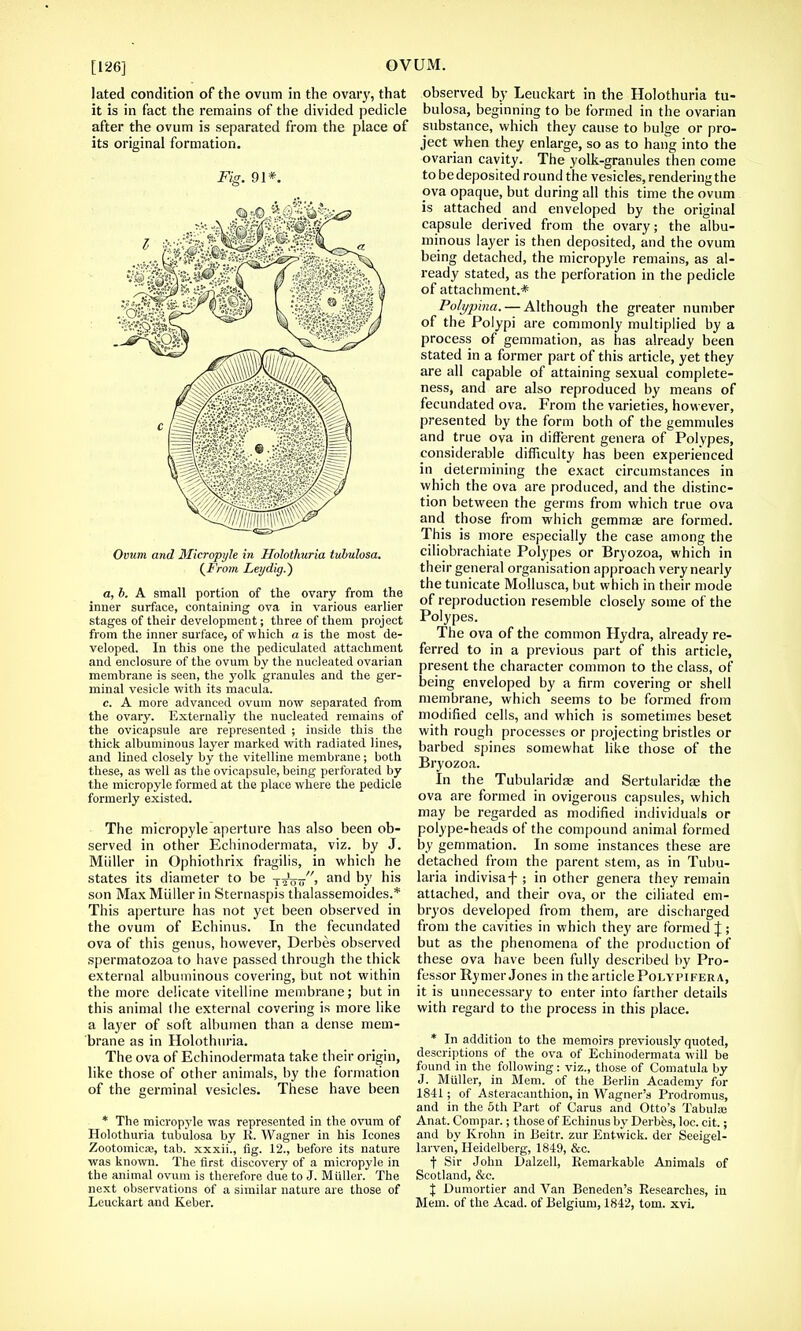 [126] lated condition of the ovum in the ovary, that it is in fact the remains of the divided pedicle after the ovum is separated from the place of its original formation. Fig. 91*. Ovum and Micropyle in Holothuria tubulosa. {From Lei/dig.) a, b. A small portion of the ovary from the inner surface, containing ova in various earlier stages of their development; three of them project from the inner surface, of which a is the most de- veloped. In this one the pediculated attachment and enclosure of the ovum by the nucleated ovarian membrane is seen, the yolk granules and the ger- minal vesicle with its macula. c. A more advanced ovum now separated from the ovary. Externally the nucleated remains of the ovicapsule are represented ; inside this the thick albuminous layer marked with radiated lines, and lined closely by the vitelline membrane; both these, as well as the ovicapsule, being perforated by the micropyle formed at the place where the pedicle formerly existed. The micropyle aperture has also been ob- served in other Ecliinodermata, viz. by J. Miiller in Ophiothrix fragilis, in which he states its diameter to be tsW' ant^ D)' ms son Max Miiller in Sternaspis thalassemoides.* This aperture has not yet been observed in the ovum of Echinus. In the fecundated ova of this genus, however, Derbes observed spermatozoa to have passed through the thick external albuminous covering, but not within the more delicate vitelline membrane; but in this animal (lie external covering is more like a layer of soft albumen than a dense mem- brane as in Holothuria. The ova of Ecliinodermata take their origin, like those of other animals, by the formation of the germinal vesicles. These have been * The micropyle was represented in the ovum of Holothuria tubulosa by R. Wagner in his Icones Zootomicie, tab. xxxii., flg. 12., before its nature was known. The first discovery of a micropyle in the animal ovum is therefore due to J. Miiller. The next observations of a similar nature are those of observed by Leuckart in the Holothuria tu- bulosa, beginning to be formed in the ovarian substance, which they cause to bulge or pro- ject when they enlarge, so as to hang into the ovarian cavity. The yolk-granules then come to be deposited round the vesicles, rendering the ova opaque, but during all this time the ovum is attached and enveloped by the original capsule derived from the ovary; the albu- minous layer is then deposited, and the ovum being detached, the micropyle remains, as al- ready stated, as the perforation in the pedicle of attachment.* Polypina.— Although the greater number of the Polypi are commonly multiplied by a process of gemmation, as has already been stated in a former part of this article, yet they are all capable of attaining sexual complete- ness, and are also reproduced by means of fecundated ova. From the varieties, however, presented by the form both of the gemmules and true ova in different genera of Polypes, considerable difficulty has been experienced in determining the exact circumstances in which the ova are produced, and the distinc- tion between the germs from which true ova and those from which gemmae are formed. This is more especially the case among the ciliobrachiate Polypes or Bryozoa, which in their general organisation approach very nearly the tunicate Mollusca, but which in their mode of reproduction resemble closely some of the Polypes. The ova of the common Hydra, already re- ferred to in a previous part of this article, present the character common to the class, of being enveloped by a firm covering or shell membrane, which seems to be formed from modified cells, and which is sometimes beset with rough processes or projecting bristles or barbed spines somewhat like those of the Bryozoa. In the Tubularidse and Sertularidae the ova are formed in ovigerous capsules, which may be regarded as modified individuals or polype-heads of the compound animal formed by gemmation. In some instances these are detached from the parent stem, as in Tubu- laria indivisaf ; in other genera they remain attached, and their ova, or the ciliated em- bryos developed from them, are discharged from the cavities in which they are formed \ ; but as the phenomena of the production of these ova have been fully described by Pro- fessor Rymer Jones in the article Polypifera, it is unnecessary to enter into farther details with regard to the process in this place. * In addition to the memoirs previously quoted, descriptions of the ova of Echinodermata will be found in the following: viz., those of Comatula by J. Miiller, in Mem. of the Berlin Academy for 1841; of Asteracanthion, in Wagner's Prodromus, and in the 5th Part of Carus and Otto's Tabular Anat. Compar.; those of Echinus by Derbes, loc. cit.; and by Krohn in Beitr. zur Entwick. der Seeigel- larven, Heidelberg, 1849, &c. j- Sir John Dalzell, Remarkable Animals of Scotland, &c. \ Dumortier and Van Beneden's Researches, in