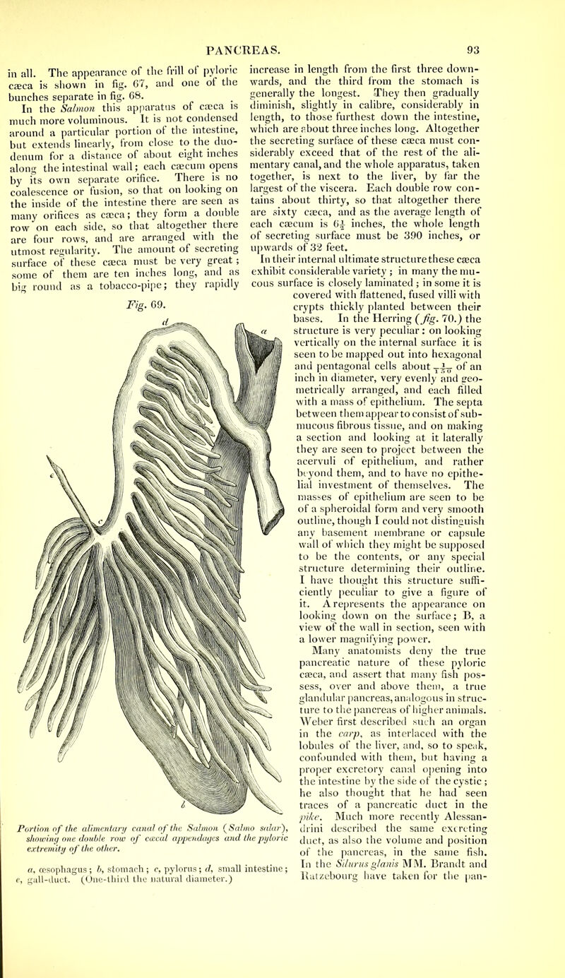 in all. The appearance of the frill of pyloric casca is shown in fig. 67, and one of the bunches separate in fig. 68. In the Salmon this apparatus of caeca is much more voluminous. It is not condensed around a particular portion of the intestine, but extends linearly, from close to the duo- denum for a distance of about eight inches along the intestinal wall; each caecum opens by its own separate orifice. There is no coalescence or fusion, so that on looking on the inside of the intestine there are seen as many orifices as caeca; they form a double row on each side, so that altogether there are four rows, and are arranged with the utmost regularity. The amount of secreting surface of these casca must be very great; some of them are ten inches long, and as big round as a tobacco-pipe; they rapidly Portion of the alimentary canal of the Salmon (Sal mo salar), showing one double row of ccecal appendages and the pyloric extremity of the other. a, oesophagus; b, stomach; c, pylorus; d, small intestine; gull-duet. (One-third the natural diameter.) increase in length from the first three down- wards, and the third from the stomach is generally the longest. They then gradually diminish, slightly in calibre, considerably in length, to those furthest down the intestine, which are about three inches long. Altogether the secreting surface of these caeca must con- siderably exceed that of the rest of the ali- mentary canal, and the whole apparatus, taken together, is next to the liver, by far the largest of the viscera. Each doubie row con- tains about thirty, so that altogether there are sixty casca, and as the average length of each caecum is 6£ inches, the whole length of secreting surface must be 390 inches, or upwards of 32 feet. In their internal ultimate structurethese caeca exhibit considerable variety ; in many the mu- cous surface is closely laminated ; in some it is covered with flattened, fused villi with crypts thickly planted between their bases. In the Herring (Jig. 70.) the structure is very peculiar: on looking vertically on the internal surface it is seen to be mapped out into hexagonal and pentagonal cells about yi- of an inch in diameter, very evenly and geo- metrically arranged, and each filled with a mass of epithelium. The septa between them appear to consist of sub- mucous fibrous tissue, and on making a section and looking at it laterally they are seen to project between the acervuli of epithelium, and rather beyond them, and to have no epithe- lial investment of themselves. The masses of epithelium are seen to be of a spheroidal form and very smooth outline, though I could not distinguish any basement membrane or capsule wall of which they might be supposed to be the contents, or any special structure determining their outline. I have thought this structure suffi- ciently peculiar to give a figure of it. A represents the appearance on looking down on the surface; B, a view of the wall in section, seen w ith a lower magnifying power. Many anatomists deny the true pancreatic nature of these pyloric caeca, and assert that many fish pos- sess, over and above them, a true glandular pancreas,analogous in struc- ture to the pancreas of higher animals. Weber first described such an organ in the carp, as interlaced with the lobules of the liver, and, so to speak, confounded with them, but having a proper excretory canal opening into the intestine by the side of the cystic ; he also thought that he had seen traces of a pancreatic duct in the pike. Much more recently Alessan- drini described the same excreting duct, as also the volume and position of the pancreas, in the same fish. In the Silurusglanis MM. Brandt and Ratzebourg have taken for the nan-