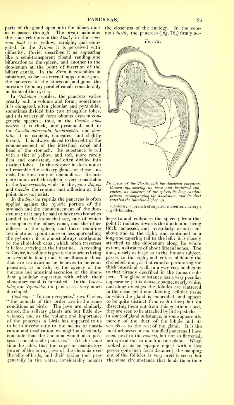 parts of the gland open into the biliary duct as it passes through. The organ maintains the same relations in the Toad; in the com- mon toad it is yellow, straight, and elon- gated. In the Tritons it is perceived with difficulty; Cuvier describes it as appearing like a semi-transparent riband sending one bifurcation to the spleen, and another to the duodenum at the point of insertion of the biliary canals. In the Siren it resembles in miniature, as far as external appearance goes, the pancreas of the sturgeon, and joins the intestine by many parallel canals considerably in front of the cystic. In Ophidian reptiles, the pancreas varies greatly both in volume and form; sometimes it is elongated, often globular and pyramidal, sometimes divided into two triangular lobes, and this variety of form obtains even in con- generic species; thus, in the C&cilia albi- ventris it is thick, and pyramidal, and in the Ccecilia interrupta, lumbricdides, and den- tata, it is straight, elongated and slightly forked. It is always placed to the right of the commencement of the intestinal canal and head of the stomach. Its substance is red with a tint of yellow, and soft, more rarely firm and consistent, and often divided into distinct lobes. In this respect it does not at all resemble the salivary glands of these ani- mals, but those only of mammifera. Its inti- mate union with the spleen is very remarkable in the true serpents, whilst in the genus Anguis and Ccecilia the contact and adhesion at this point does not exist. In the Saurian reptilia the pancreas is often applied against the pyloric portion of the stomach and the commencement of the duo- denum ; or it may be said to have two branches parallel to the stomachal sac, one of which accompanies the biliary canal, and the other adheres to the spleen, and these reuniting terminate at a point more or less approaching the pylorus ; it is almost always contiguous to the choledoch canal, which often traverses it before arriving at the intestine. According to Cuvier,its volume is greater in saurians living on vegetable food; and its smallness in those that are carnivorous he believes to be com- pensated, as in fish, by the agency of the mucous and intestinal secretion of the abun- dant glandular apparatus with which their alimentary canal is furnished. In the Lacer- tidce, and Iguauidcc, the pancreas is very much developed. Chelonia.  In many respects, says Cuvier,  the animals of this order are in the same conditions as birds. The jaws are similarly armed, the salivary glands are but little de- veloped, and as the volume and importance of the pancreas in birds has appeared to us to be in inverse ratio to the means of masti- cation and insalivation, we might antecedently conclude that the chelonia would also pos- sess a considerable pancreas. At the same time he adds, that the superior masticatory power of the horny jaws of the chelonia over the bills of birds, and their taking their prey generally in the water, considerably impairs the closeness of the analogy. In the com- mon turtle, the pancreas (fig. 72.) firmly ad- Fig. 72. Pancreas of the Turtle, with the duodena! curvature thrown up, showing its loose and branched cha- racter, its embrace of the spleen, its lone/ caudate process accompanying the duodenum, and its duct entering the intestine higher up. s, spleen ; m, branch of superior mesenteric artery; c, gall-bladder. heres to and embraces the spleen ; from that point it radiates towards the duodenum, being thick, amassed, and irregularly arborescent above and to the right, and continued in a long and tapering tail to the left: it is closely attached to the duodenum along its whole extent, a distance of about fifteen inches. The duct, nearly as large as in the human subject, passes to the right, and enters obliquely the choledoch duct, as that canal is perforating the thick intestinal wall, in a way very analogous to that already described in the human sub- ject. The gland substance has a very peculiar appearance ; it is dense, opaque, nearly white, and along its edges the lobules are scattered in the clear gelatinous-looking cellular tissue in which the gland is embedded, and appear to be quite distinct from each other; but on dissecting them out from this gelatinous bed, they are seen to be attached by little pedicles— in some of gland substance, in some apparently merely of the duct of the lobule and its vessels — to the rest of the gland. It is the most arborescent and ramified pancreas I have seen, next to the rodents, but not so flattened, nor spread out so much in one plane. When looked at as an opaque object with a low power (one inch focal distance), the mapping out of the follicles is very prettily seen ; but the same circumstance that lends them their