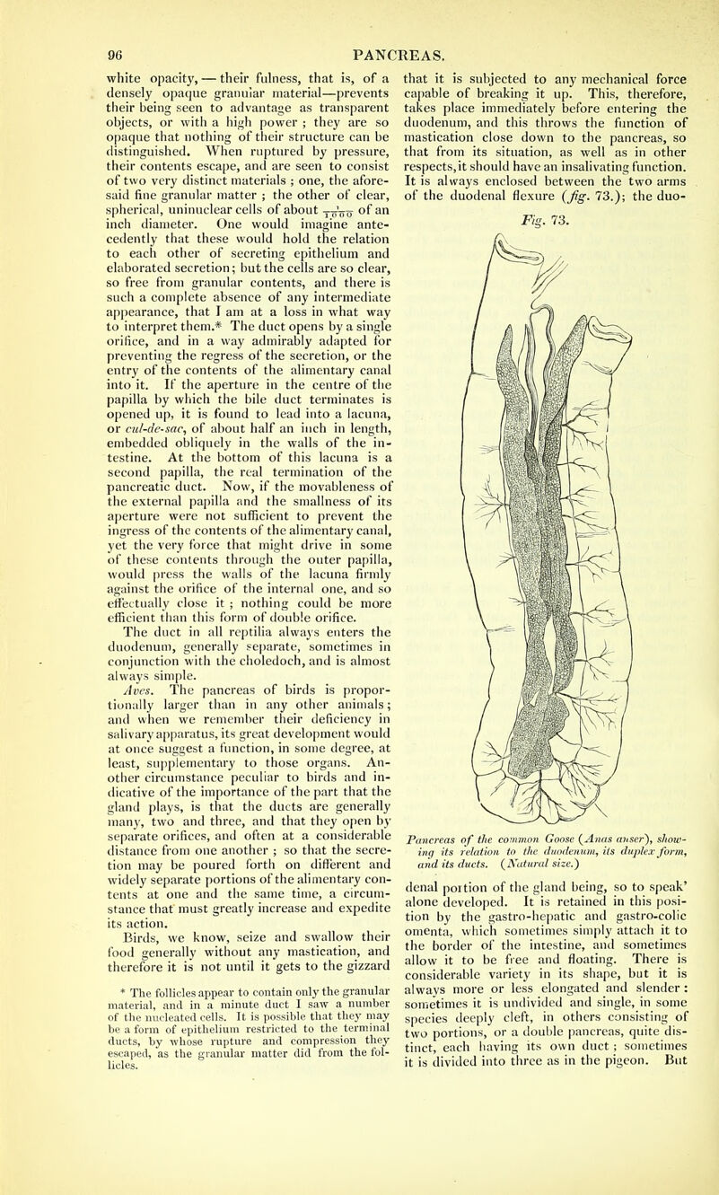white opacity, — their fulness, that is, of a densely opaque granular material—prevents their being seen to advantage as transparent objects, or with a high power ; they are so opaque that nothing of their structure can be distinguished. When ruptured by pressure, their contents escape, and are seen to consist of two very distinct materials ; one, the afore- said fine granular matter ; the other of clear, spherical, uninuclear cells of about y—u °f an inch diameter. One would imagine ante- cedently that these would hold the relation to each other of secreting epithelium and elaborated secretion; but the cells are so clear, so free from granular contents, and there is such a complete absence of any intermediate appearance, that I am at a loss in what way to interpret them.* The duct opens by a single orifice, and in a way admirably adapted for preventing the regress of the secretion, or the entry of the contents of the alimentary canal into it. If the aperture in the centre of the papilla by which the bile duct terminates is opened up, it is found to lead into a lacuna, or cul-de-sac, of about half an inch in length, embedded obliquely in the walls of the in- testine. At the bottom of this lacuna is a second papilla, the real termination of the pancreatic duct. Now, if the movableness of the external papilla and the smallness of its aperture were not sufficient to prevent the ingress of the contents of the alimentary canal, yet the very force that might drive in some of these contents through the outer papilla, would press the walls of the lacuna firmly against the orifice of the internal one, and so effectually close it ; nothing could be more efficient than this form of double orifice. The duct in all rcptilia always enters the duodenum, generally separate, sometimes in conjunction with the choledoch, and is almost always simple. Aves. The pancreas of birds is propor- tionally larger than in any other animals; and when we remember their deficiency in salivary apparatus, its great development would at once suggest a function, in some degree, at least, supplementary to those organs. An- other circumstance peculiar to birds and in- dicative of the importance of the part that the gland plays, is that the ducts are generally many, two and three, and that they open by separate orifices, and often at a considerable distance from one another ; so that the secre- tion may be poured forth on different and widely separate portions of the alimentary con- tents at one and the same time, a circum- stance that must greatly increase and expedite its action. Birds, we know, seize and swallow their food generally without any mastication, and therefore it is not until it gets to the gizzard * The follicles appear to contain only the granular material, and in a minute duct I saw a number of the nucleated cells. It is possible that they may be a form of epithelium restricted to the terminal ducts, by -whose rupture and compression they escaped, as the granular matter did from the fol- licles. that it is subjected to any mechanical force capable of breaking it up. This, therefore, takes place immediately before entering the duodenum, and this throws the function of mastication close down to the pancreas, so that from its situation, as well as in other respects,it should have an insalivating function. It is always enclosed between the two arms of the duodenal flexure (Jig. 73.); the duo- Fig. 73. Pancreas of the common Goose (Anas auser), show- ing its relation to the duodenum, its duplex form, and its ducts. (Natural size.) denal portion of the gland being, so to speak' alone developed. It is retained in this posi- tion by the gastro-hepatic and gastro-colic omenta, which sometimes simply attach it to the border of the intestine, and sometimes allow it to be free and floating. There is considerable variety in its shape, but it is always more or less elongated and slender: sometimes it is undivided and single, in some species deeply cleft, in others consisting of two portions, or a double pancreas, quite dis- tinct, each having its own duct; sometimes it is divided into three as in the pigeon. But
