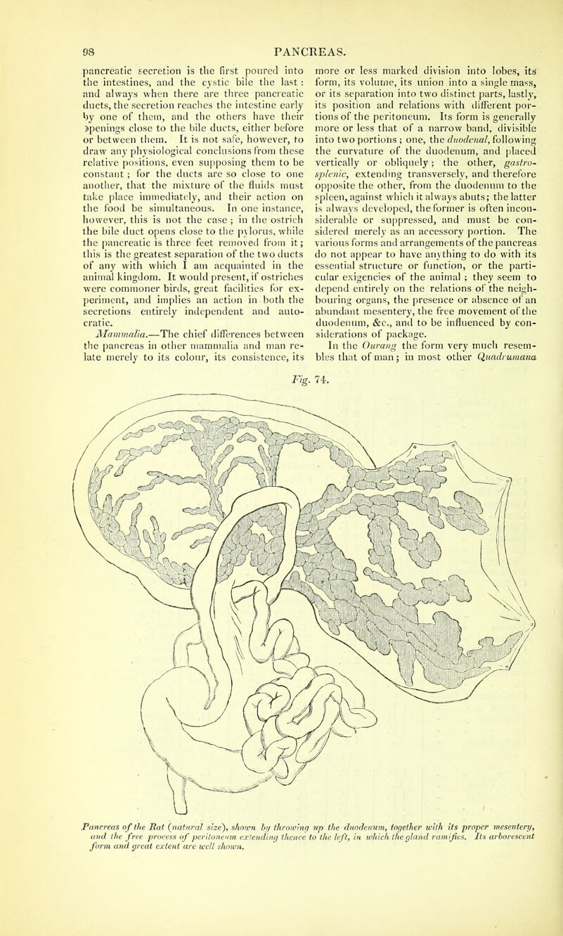 pancreatic secretion is the first poured into the intestines, and the cystic bile the last: and always when there are three pancreatic ducts, the secretion reaches the intestine early by one of them, and the others have their Openings close to the bile ducts, either before or between them. It is not safe, however, to draw any physiological conclusions from these relative positions, even supposing them to be constant ; for the ducts are so close to one another, that the mixture of the fluids must take place immediately, and their action on the food be simultaneous. In one instance, however, this is not the case ; in the ostrich the bile duct opens close to the pylorus, while the pancreatic is three feet removed from it; this is the greatest separation of the two ducts of any with which I am acquainted in the animal kingdom. It would present, if ostriches were commoner birds, great facilities for ex- periment, and implies an action in both the secretions entirely independent and auto- cratic. Mammalia.—The chief differences between the pancreas in other mammalia and man re- late merely to its colour, its consistence, its more or less marked division into lobes, its form, its volume, its union into a single mass, or its separation into two distinct parts, lastly, its position and relations with different por- tions of the peritoneum. Its form is generally more or less that of a narrow band, divisible into two portions ; one, the duodenal, following the curvature of the duodenum, and placed vertically or obliquely; the other, gastro- splenic, extending transversely, and therefore opposite the other, from the duodenum to the spleen, against which it always abuts; the latter is always developed, the former is often incon- siderable or suppressed, and must be con- sidered merely as an accessory portion. The various forms anil arrangements of the pancreas do not appear to have anything to do with its essential structure or function, or the parti- cular exigencies of the animal; they seem to depend entirely on the relations of the neigh- bouring organs, the presence or absence of an abundant mesentery, the free movement of the duodenum, &c, and to be influenced by con- siderations of package. In the Ourang the form very much resem- bles that of man ; in most other Quadrumana Pancreas of the Bat (natural size'), shown by throwing up the duodenum, together with its proper mesentery, and the free process of peritoneum extending thence to the left, in which the gland ramifies. Its arborescent form and great extent are well shown.