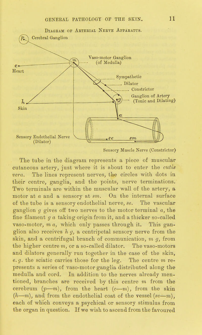 DlAGBAM OF AbTEEIAL NeEVE ApPABATUS. Sensory Muscle Nerve (Constrictor) The tube in the diagram represents a piece of muscular cutaneous artery, just where it is about to enter the cutis vera. The lines represent nerves, the circles with dots in their centre, ganglia, and the points, nerve terminations. Two terminals are within the muscular wall of the artery, a motor at a and a sensory at sm. On the internal surface of the tube is a sensory endothelial nerve, se. The vascular ganglion g gives off two nerves to the motor terminal a, the fine filament g a taking origin from it, and a thicker so-called vaso-motor, m a, which only passes through it. This gan- glion also receives h g, a centripetal sensory nerve from the skin, and a centrifugal branch of communication, m g, from the higher centre m, or a so-called dilator. The vaso-motors and dilators generally run together in the case of the skin, e. g. the sciatic carries those for the leg. The centre m re- presents a series of vaso-motor ganglia distributed along the medulla and cord. In addition to the nerves already men- tioned, branches are received by this centre m from the cerebrum (p—m), from the heart (c—m), from the skin (h—m), and from the endothelial coat of the vessel (se—m), each of which conveys a psychical or sensory stimulus from the organ in question. If we wish to ascend from the favoured