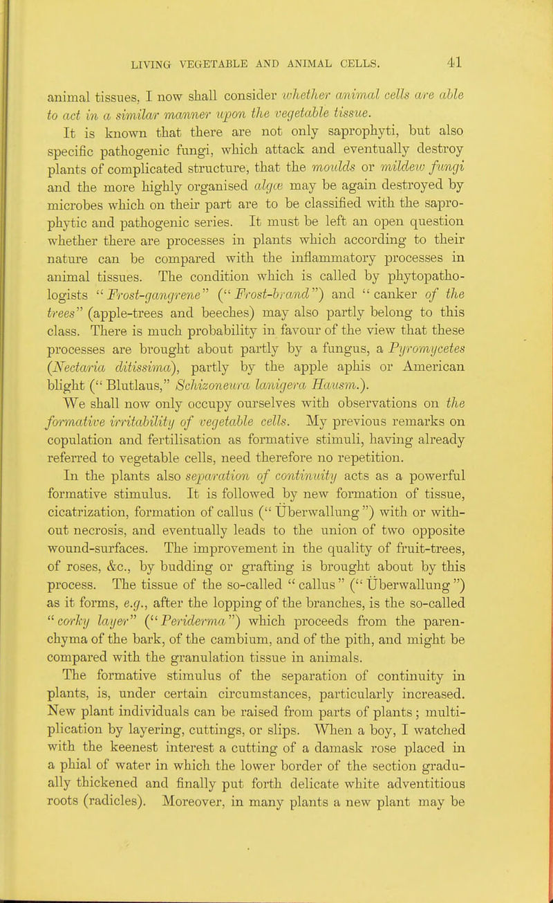 animal tissues, I now shall consider whether animal cells are able to act in a similar manner upon the vegetable tissue. It is known that there are not only saprophyti, but also specific pathogenic fungi, which attack and eventually destroy plants of complicated structure, that the moulds or mildetv fungi and the more highly organised algce may be again destroyed by microbes which on their part are to be classified with the sapro- phytic and pathogenic series. It must be left an open question whether there are processes in plants which according to their nature can be compared with the inflammatory processes in animal tissues. The condition which is called by phytopatho- logists '^Frost-gangrene (Frost-brand) and canker of the trees (apple-trees and beeches) may also partly belong to this class. There is much probability in favour of the view that these processes are brought about partly by a fungus, a Pyromycetes {Nectaria ditissima), partly by the apple aphis or American blight (Blutlaus, Schizoneura lanigera Hausm.). We shall now only occupy ourselves with observations on the formative irritability of vegetable cells. My previous remarks on copulation and fertilisation as formative stimuli, having already referred to vegetable cells, need therefore no repetition. In the plants also sej)aration of continuity acts as a powerful formative stimulus. It is followed by new formation of tissue, cicatrization, formation of callus ( Uberwallung ) with or with- out necrosis, and eventually leads to the union of two opposite wound-surfaces. The improvement in the quality of fruit-trees, of roses, &c., by budding or grafting is brought about by this process. The tissue of the so-called callus (Uberwallung) as it forms, e.g., after the lopping of the branches, is the so-called co^'hy layer Periderma) which proceeds from the paren- chyma of the bark, of the cambium, and of the pith, and might be compared with the granulation tissue in animals. The formative stimulus of the separation of continuity in plants, is, under certain circumstances, particularly increased. New plant individuals can be raised from parts of plants; multi- plication by layering, cuttings, or slips. When a boy, I watched with the keenest interest a cutting of a damask rose placed in a phial of water in which the lower border of the section gradu- ally thickened and finally put forth delicate white adventitious roots (radicles). Moreover, in many plants a new plant may be