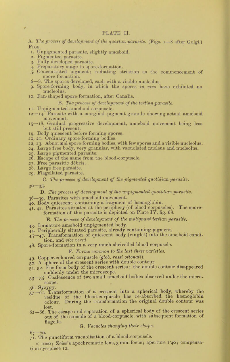 A. The process of development of the quartan parasite. (Figs, i—8 after Golgi.) Figs. 1. Unpigmented parasite, slightly amoeboid. 2. Pigmented parasite. 3. Fully developed parasite. 4. Preparatory stage to spore-formation. 15. Concentrated pigment; radiating striation as the commencement of spore-formation. 6—8. The spores developed, each with a visible nucleolus. 9. Spore-forming body, in which the spores in vivo have exhibited no nucleolus. 10. Fan-shaped spore-formation, after Oanalis. B. The process of development of the tertian parasite. 11. Unpigmented amoeboid corpuscle. 12—14. Parasite with a marginal pigment granule showing actual amoeboid movement. 15—18. Gradual progressive development, amoeboid movement being less but still present. 19. Body quiescent before forming spores. 20, 21. Oi'dinary spore-forming bodies. 22, 23. Abnormal spore-forming bodies, with few spores and a visible nucleolus. 24. Large free body, very granular, with vacuolated nucleus and nucleolus. 25. Large pigmented parasite. 26. Escape of the same from the blood-corpuscle. 27. Fi'ee parasitic debris. 28. Large free parasite. 29. Flagellated parasite. 0. The process of development of the pigmented quotidian parasite. 30—35- D. The process of development of the unpigmented quotidian parasite. 36—39. Parasites with amoeboid movement. 40. Body quiescent, containing a fragment of haemoglobin. 41, 42. Parasites situated at the periphery (of blood-corpuscles). The spore- formation of this parasite is depicted on Plate IV, fig. 68. E. The process of development of the malignant tertian parasite, 43. Immature amoeboid unpigmented body. 44. Peripherally situated parasite, already containing pigment. 45—4y. Transformation of quiescent body (ringlet) into the amoeboid condi- tion, and vice versa. 48. Spore-formation in a very much shrivelled blood-corpuscle. F. Forms common to the last three varieties. 49. Copper-coloured corpuscle {glob, rossi ottonati). 50. A sphere of the crescent series with double contour. 51. 52. Fusiform body of the crescent series ; the double contour disappeared suddenly under the microscope. S3—55- Coalescence of two small amceboid bodies observed under the micro- scope. 56. Syzygy. 61. Transformation of a crescent into a spherical body, whereby the residue of the blood-corpuscle has re-absorbed the hemoglobin colour. During the transformation the original double contour was lost. 62—66. The escape and separation of a spherical body of the crescent series out of the capsule of a blood-corpuscle, with subsequent formation of flagella. G. Vacuoles changing their shape. 67—70. 71. The punctiform vacuolisation of a blood-corpuscle. X 1000; Zeiss's apochromatic lens, 3 mm. focus; apertiire i'40; compensa-