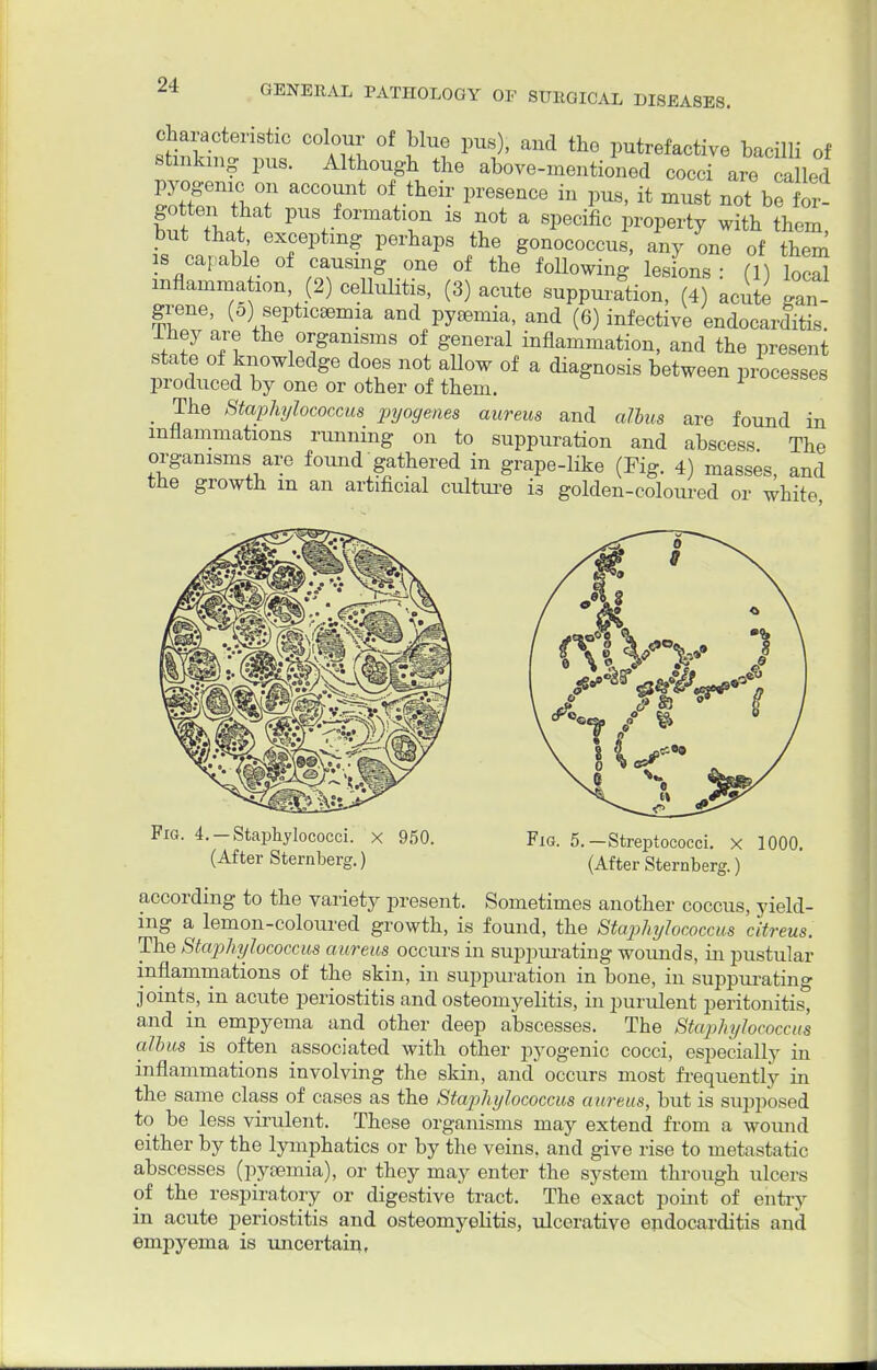 characteristic colour of blue pus), and tho putrefactive bacilli of stinking pus. Although the above-mentioned cocci are called pyogenic on account of their presence in pus, it must not be for- gotten that pus formation is not a specific property with them but that excepting perhaps the gonococcus, any one of them is capable of causing one of the following lesions : (1) local inflammation, (2) cellulitis, (3) acute suppuration, (4) acute gan- grene, (o) septicemia and pyemia, and (6) infective endocarditis. Ihey are the organisms of general inflammation, and the present state of knowledge does not allow of a diagnosis between processes produced by one or other of them. _ The Staphylococcus pyogenes aureus and alius are found in inflammations running on to suppuration and abscess The organisms are found gathered in grape-like (Fig. 4) masses, and the growth m an artificial culture is golden-coloured or white Fig. 4. —Staphylococci, x 950. (After Sternberg.) Fig. 5.—Streptococci, x 1000. (After Sternberg.) according to the variety present. Sometimes another coccus, yield- ing a lemon-coloured growth, is found, the Staphylococcus citreus. The Staphylococcus aureus occurs in suppurating wounds, in pustular inflammations of the skin, in suppuration in bone, in suppurating joints, in acute periostitis and osteomyelitis, in purulent peritonitis, and in empyema and other deep abscesses. The Staphylococcus alb us is often associated with other pyogenic cocci, especially in inflammations involving the skin, and occurs most frequently in the same class of cases as the Staphylococcus aureus, but is supposed to be less virulent. These organisms may extend from a wound either by the lymphatics or by the veins, and give rise to metastatic abscesses (pyaemia), or they may enter the system through ulcers of the respiratory or digestive tract. The exact point of entry in acute periostitis and osteomyelitis, ulcerative endocarditis and empyema is uncertain,