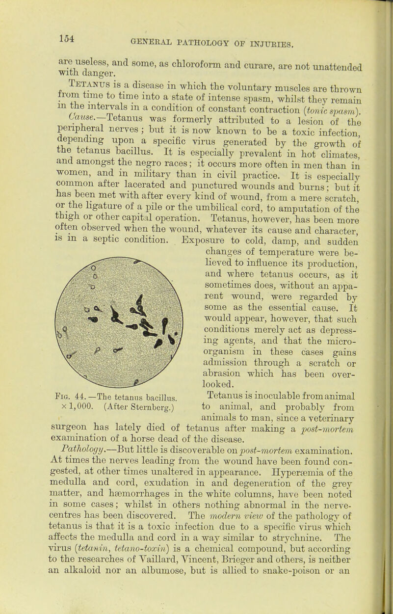 are useless, and some, as chloroform and curare, are not unattended with danger. Tetanus is a disease in which the voluntary muscles are thrown irom time to time into a state of intense spasm, whilst they remain m the intervals m a condition of constant contraction (tonic spasm) Gawse.-Tetanus was formerly attributed to a lesion of the peripheral nerves ; but it is now known to be a toxic infection depending upon a specific virus generated by the growth of the tetanus bacillus. It is especially prevalent in hot climates, and amongst the negro races; it occurs more often in men than in women, and m military than in civil practice. It is especially common after lacerated and punctured wounds and burns; but it has been met with after every kind of wound, from a mere scratch, or the ligature of a pile or the umbilical cord, to amputation of the thigh or other capital operation. Tetanus, however, has been more often observed when the wound, whatever its cause and character, is in a septic condition. Exposure to cold, damp, and sudden changes of temperature were be- lieved to influence its production, and where tetanus occurs, as it sometimes does, without an appa- rent wound, were regarded by some as the essential cause. It would appear, however, that such conditions merely act as depress- ing agents, and that the micro- organism in these cases gains admission through a scratch or abrasion which has been over- looked. Fig. 44.—The tetanus bacillus. Tetanus is inoculable from animal x 1,000. (After Sternberg.) to animal, and probably from animals to man, since a veterinary surgeon has lately died of tetanus after making a post-mortem examination of a horse dead of the disease. Pathology.—But little is discoverable on post-mortem examination. At times the nerves leading from the wound have been found con- gested, at other times unaltered in appearance. Hyperseinia of the medulla and cord, exudation in and degeneration of the grey matter, and haemorrhages in the white columns, have been noted in some cases; whilst in others nothing abnormal in the nerve- centres has been discovered. The modern vieiv of the pathology of tetanus is that it is a toxic infection due to a specific virus which affects the medulla and cord in a way similar to strychnine. The virus (tetanin, tetano-toxin) is a chemical compound, but according to the researches of Vaillard, Vincent, Brieger and others, is neither an alkaloid nor an albumose, but is allied to snake-poison or an