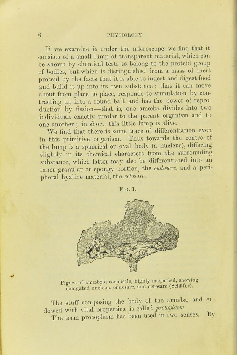 If wc examine it under the microscope we find that it consists of a small lump of transparent material, which can be shown by chemical tests to belong to the proteid group of bodies, but which is distinguished from a mass of inert proteid b}' the facts that it is able to ingest and digest food and build it up into its own substance ; that it can move about from place to place, responds to stimulation by con- tracting up into a round ball, and has the power of repro- duction by fission—that is, one amoeba divides into two individuals exactly similar to the parent organism and to one another ; in short, this little lump is alive. We find that there is some trace of differentiation even in this primitive organism. Thus towards the centre^ of the lump is a spherical or oval body (a nucleus), differing slightly in its chemical characters from the surrounding substance, which latter may also be differentiated into an inner granular oi- spongy portion, the endosarc, and a peri- pheral hyaline material, the edosarc. Fig.1. Fi«'ure of amoeboid corpiisc-le, higlily magnified, showing elongated nucleus, endosarc, and ectosarc (Scliafer). The Stuff composing the body of the amoeba, and en- dowed with vital properties, is called 2,rotoplasm. The term protoplasm has been used m two senses. i3y