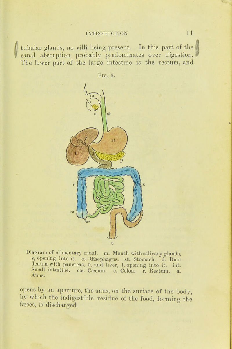 tubular glands, no villi being present. In this part of the canal absorption probably predominates over digestion. The lower part of the large intestine is the rectum, and Fio. 3. Diagram of alimentary caiial. m. Mouth with salivary glands, s, opening into it. cc. Qisophagus. st. Stomacli. d. Duo- denum with pancreas, p, and liver, 1, opening into it. int. Small intestine, caj. Cajcum. c. Colon, r. Rectum, a. Anus. opens by an aperture, the anus, on the surface of the body, by which the indigestible residue of the food, forming the faeces, is discharged.