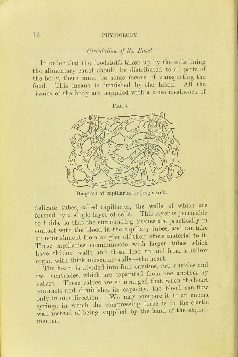 Circulation of ilie Blood In order that the foodstuffs taken up by the cells lining the alimentary canal should be distributed to all parts of the body, there must be some means of transporting the food. This means is furnished by the blood. All the tissues of the body are supplied with a close meshwork of Fig. 4. Diagram of capillaries in frog's web. delicate tubes, called capillaries, the walls of which are formed by a single layer of cells. This layer is permeable to fluids, so that the surrounding tissues are practically in contact with the blood in the capillary tubes, and can take up nourishment from or give ofl[ their effete material to it. These capillaries communicate with larger tubes which have thicker walls, and these lead to and from a hollow organ with thick muscular walls—the heart. The heart is divided into four cavities, two auricles and two ventricles, which are separated from one another by valves. These valves are so arranged that, when the heart contracts and diminishes its capacity, the blood can flow only in one direction. We may compare it to an enema syringe in which the compressing force is in the elastic wall fnstead of being supplied by the hand of the experi- menter.