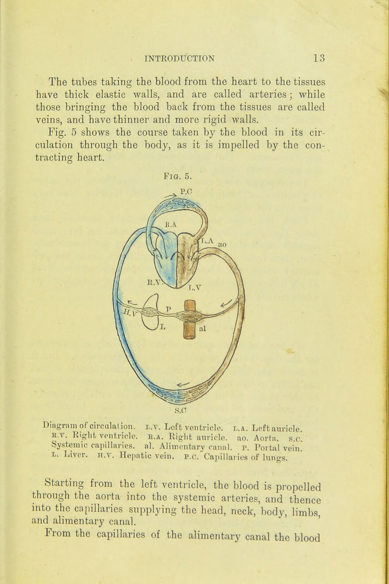 The tubes taking the blood from the heart to the tissues have thick elastic walls, and are called arteries; while those bringing the blood back from the tissues are called veins, and have thinner and more rigid walls. Fig. 5 shows the course taken by the blood in its cir- culation through the body, as it is impelled by the con- tracting heart. Diagram of ciiculalion. l.t. Left ventricle, l.a. Leftauricle. R.v. Right ventricle, r.a. Right auricle, ao. Aorta, s.c. Systemic capillaries, al. Alimentary canal, r. Portal vein. L. Liver, ir.v. Hepatic vein, P.c. Capillaries of lungs. Starting from the left ventricle, the blood is propelled through the aorta into the systemic arteries, and thence into the capillaries supplying the head, neck, body, limbs, and alimentary canal. ' From the capillaries of the alimentary canal the blood Fig. 5. P.c