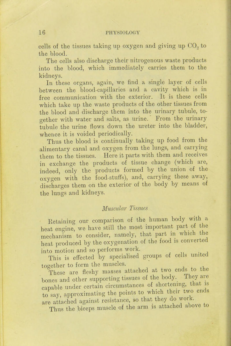 cells of the tissues taking up oxygen and giving up CO^ to the blood. The cells also discharge their nitrogenous waste products into the blood, which immediately carries them to the kidneys. In these organs, again, we find a single layer of cells between the blood-capillaries and a cavity which is in free communication with the exterior. It is these cells which take up the waste products of the other tissues from the blood and discharge them into the urinary tubule, to- gether with water and salts, as urine.' From the urinary tubule the urine flows down the ureter into the bladder, whence it is voided periodically. Thus the blood is continually taking up food from the alimentary canal and oxygen from the lungs, and carrying them to the tissues. Here it parts with them and receives in exchange the products of tissue change (which are, indeed, only the products formed by the union of the oxygen with the food-stuffs), and, carrying these away, discharges them on the exterior of the body by means of the lungs and kidneys. Muscular Tissues Retaining our comparison of the human body with a heat engine, we have still the most important part of the mechanism to consider, namely, that part in which the heat produced by the oxygenation of the food is converted into motion and so performs work. This is effected by specialised groups of cells united together to form the muscles. These are fleshy masses attached at two ends to the bones and other supporting tissues of the body. They are capable under certain circumstances of shortening, that is to say, approximating the points to which their two ends 3 attached against resistance, so that they do work. Thus the biceps muscle of the arm is attached above to are