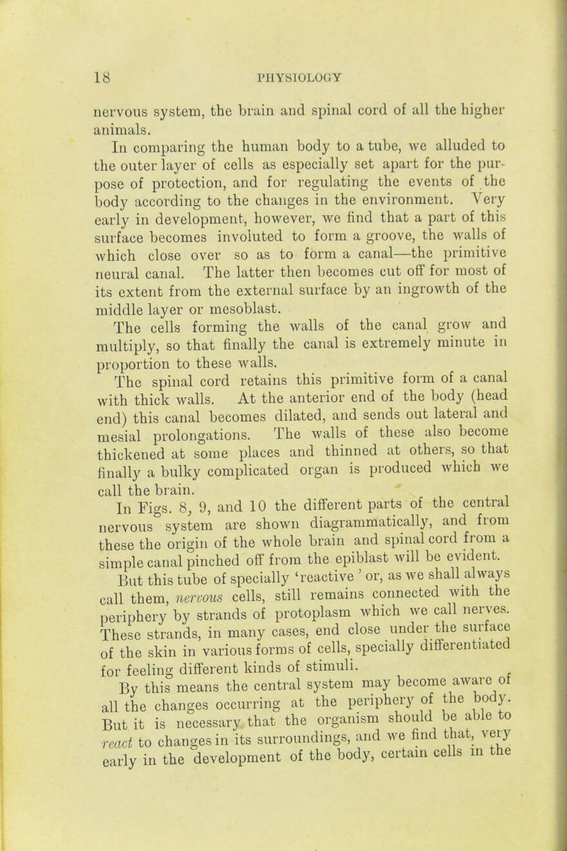 nervous system, the brain and spinal cord of all the higher animals. In comparing the human body to a tube, we alluded to the outer layer of cells as especially set apart for the pur- pose of protection, and for regulating the events of the body according to the changes in the environment. Very early in development, however, we find that a part of this surface becomes involuted to form a groove, the walls of which close over so as to form a canal—the primitive neural canal. The latter then becomes cut off for most of its extent from the external surface by an ingrowth of the middle layer or mesoblast. The cells forming the walls of the canal grow and multiply, so that finally the canal is extremely minute in proportion to these walls. The spinal cord retains this primitive form of a canal with thick walls. At the anterior end of the body (head end) this canal becomes dilated, and sends out lateral and mesial prolongations. The walls of these also become thickened at some places and thinned at others, so that finally a bulky complicated organ is produced which we call the brain. In Figs. 8, 9, and 10 the different parts of the central nervous system are shown diagrammatically, and from these the origin of the whole brain and spinal cord from a simple canal pinched off from the epiblast will be evident. But this tube of specially 'reactive ' or, as we shall always call them, nervous cells, still remains connected with the periphery by strands of protoplasm which we call nerves. These strands, in many cases, end close under the surface of the skin in various forms of cells, specially diflPerentiated for feeling different kinds of stimuli. By this means the central system may become aware ot all the changes occurring at the periphery of the body. But it is necessary that the organism should be able to react to changes in its surroundings, and we find that, very early in the development of the body, certain cells in the