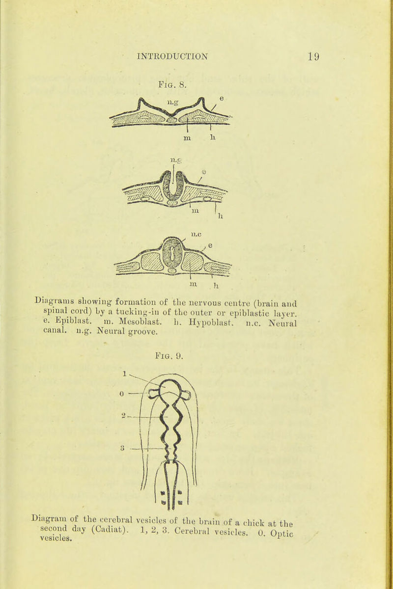 Fig. 8. Diiigrains showing fonuation of the nervous centro (brain and spinal cord) by a tuckin^-in of the outer or cpiblastic hiyer. e. Epiblast. ni. Mesoblast. h. Hypobhist. ii.c. Neural canal, u.g. Neural groove. Fig. 9.