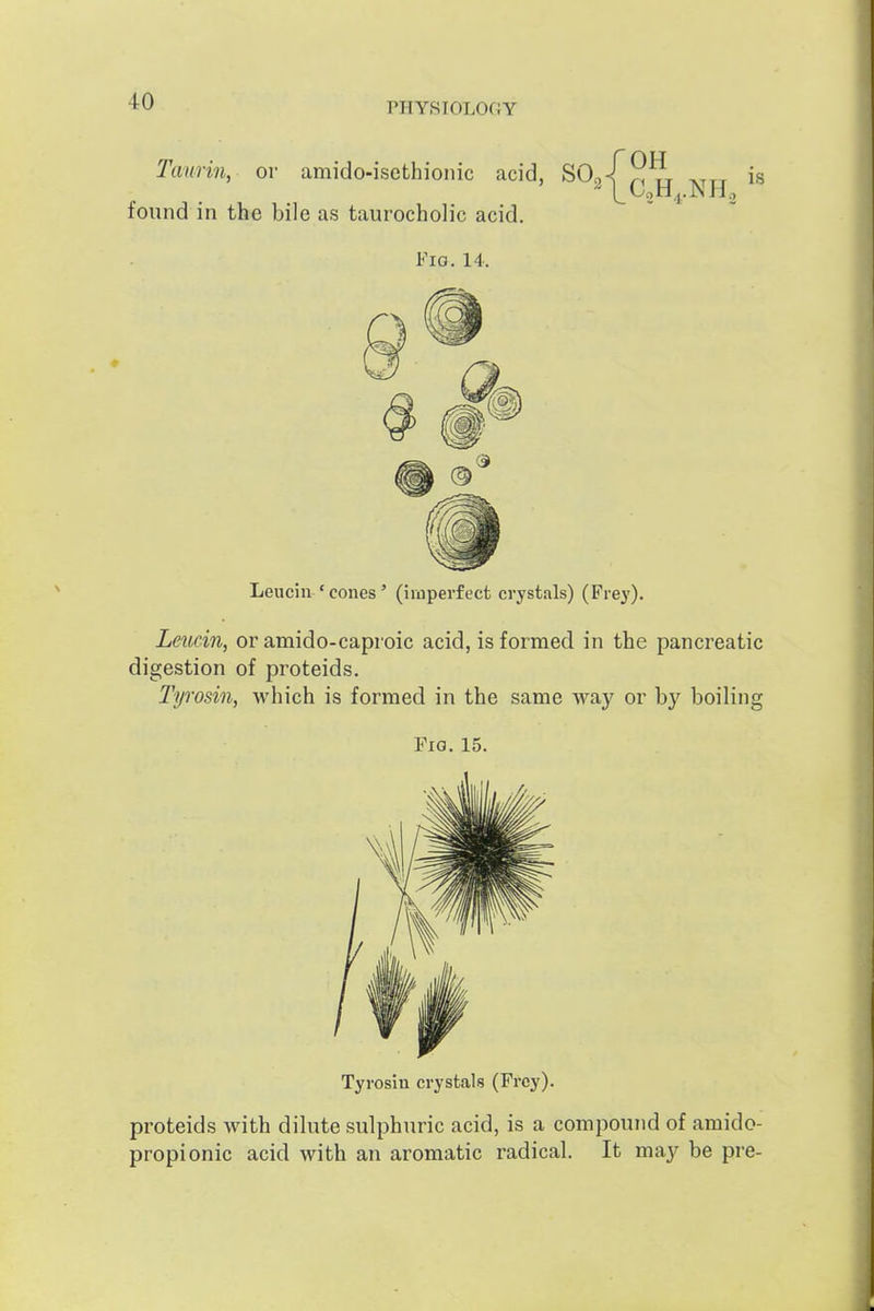 PIIYST0L0f4Y Taurin, or amido-isethioiiic acid, SO found in the bile as taurocholic acid. Fio. 14. roH 2\CoH,.NH, IS Leucin ' cones ' (imperfect crystals) (Frey). Leuein, or amido-caproic acid, is formed in the pancreatic digestion of proteids. Tyrosiii, which is formed in the same way or by boiling Fio. 15. Tyrosin crystals (Frcy). proteids Avith dihate sulphuric acid, is a compound of amido- propionic acid with an aromatic radical. It may be pre-