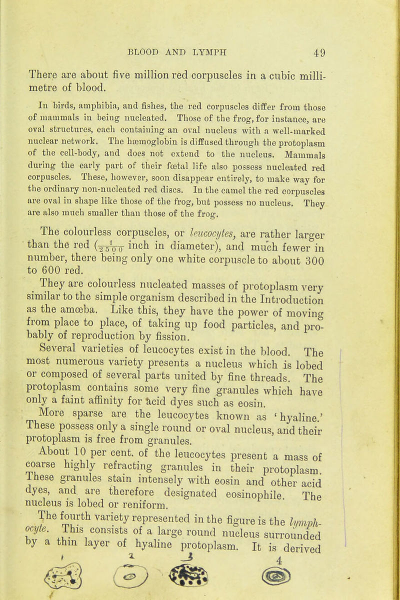 There are about five million red corpuscles in a cubic milli- metre of blood. In birds, amphibia, aud fishes, the red corpuscles differ from those of mammals in being nucleated. Those of the frog, for instance, are oval structures, each containing an oval nucleus with a well-marked nuclear network. The ha3moglobin is diffused through the protoplasm of the cell-body, and does not extend to the nucleus. Mammals during the early part of their foetal life also possess nucleated red corpuscles. These, however, soon disappear entirely, to make way for the ordinary non-nucleated red discs. In the camel the red corpuscles are oval in shape like those of the frog, but possess no nucleus. They are also much smaller than those of the frog. The colourless corpuscles, or leucocytes, are rather larger than the red (-ysVo ^^h in diameter), and much fewer in number, there being only one white corpuscle to about 300 to 600 red. They are colourless nucleated masses of protoplasm very similar to the simple organism described in the Introduction as the amoeba. Like this, they have the power of moving from place to place, of taking up food particles, and pro- bably of reproduction by fission. Several varieties of leucocytes exist in the blood. The most numerous variety presents a nucleus which is lobed or composed of several parts united by fine threads. The protoplasm contains some very fine granules which have only a faint affinity for ^cid dyes such as eosin. More sparse are the leucocytes known as 'hyaline' These possess only a single round or oval nucleus, and their protoplasm is free from granules. About 10 per cent, of the leucocytes present a mass of coarse highly refracting granules in their protoplasm ihese granules stain intensely with eosin and other acid dyes, and are therefore designated eosinophile The nucleus is lobed or reniform. The fourth variety represented in the figure is the Ivmph- ocyte. This consists of a large round nucleus surrounded by a thin layer of hyaline protoplasm. It is derived