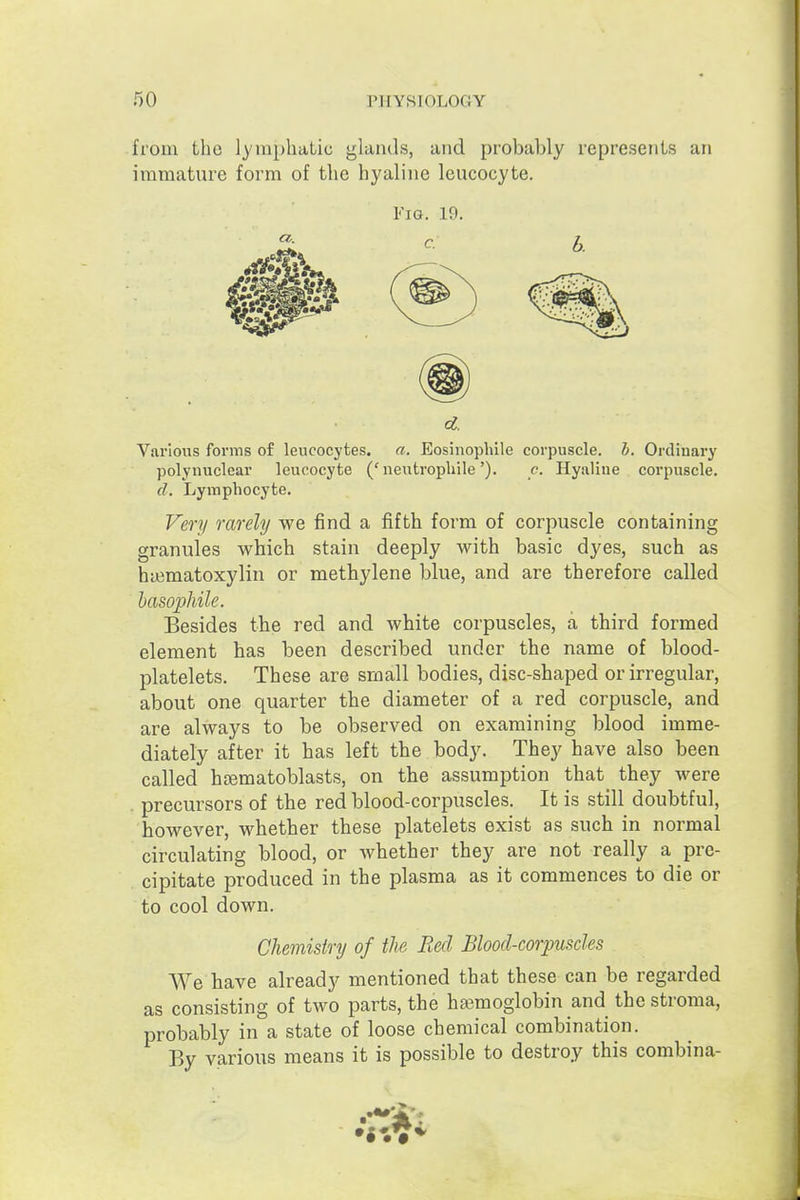 from the lymphatic glands, and probably represents an immature form of the hyaline leucocyte. Various forms of leucocytes, a. Eosinopliile corpuscle, h. Ordinary polynuclear leucocyte ('neutropliile'). c. Hyaline corpuscle. d. Lymphocyte. Very rarely we find a fifth form of corpuscle containing granules which stain deeply with basic dyes, such as haimatoxylin or methylene blue, and are therefore called hasophile. Besides the red and white corpuscles, a third formed element has been described under the name of blood- platelets. These are small bodies, disc-shaped or irregular, about one quarter the diameter of a red corpuscle, and are always to be observed on examining blood imme- diately after it has left the hody. They have also been called hrematoblasts, on the assumption that they were precursors of the red blood-corpuscles. It is still doubtful, however, whether these platelets exist as such in normal circulating blood, or whether they are not really a pre- cipitate produced in the plasma as it commences to die or to cool down. Chemistry of the Bed Blood-corpuscles We have already mentioned that these can be regarded as consisting of two parts, the hajmoglobin and the stroma, probably in a state of loose chemical combination. By various means it is possible to destroy this combina- FiG. 19.