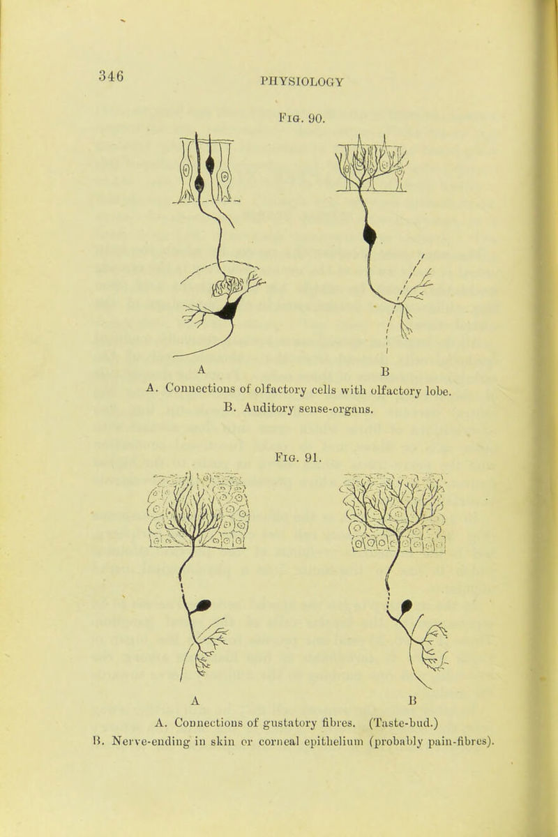 PHYSIOLOGY A. Connectious of gustatory fibres. (Tiistc-bud.) B. Nerve-ending in skin or corneal epithelium (probably pain-fibres).