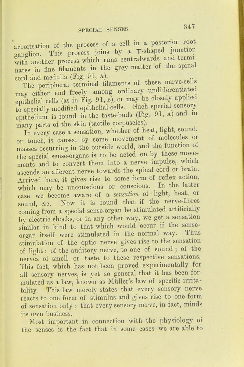 arborisation of the process of a cell m a posterior root ganglion. This process joins by a T-shaped junction with another process which runs centralwards and termi- nates in fine filaments in the grey matter of the spinal cord and medulla (Fig. 91, A). The peripheral terminal filaments of these nerve-cells may either end freely among ordinary undifferentiated epithelial cells (as in Fig. 91, b), or may be closely applied to specially modified epithelial cells. Such special sensory epithelium is found in the taste-buds (Fig. 91, a) and in many parts of the skin (tactile corpuscles). In every case a sensation, whether of heat, hght, sound, or touch, is caused by some movement of molecules or masses occurring in the outside world, and the function of the special sense-organs is to be acted on by these move- ments and to convert them into a nerve impulse, which ascends an afferent nerve towards the spinal cord or brain. Arrived here, it gives rise to some form of reflex action, which may be unconscious or conscious. In the latter case we become aware of a sensation of light, heat, or sound, e^c. Now it is found that if the nerve-fibres coming from a special sense-organ be stimulated artificially by electric shocks, or in any other way, we get a sensation similar in kind to that which would occur if the sense- organ itself were stimulated in the normal way. Thus stimulation of the optic nerve gives rise to the sensation of light; of the auditory nerve, to one of sound ; of the nerves of smell or taste, to these respective sensations. This fact, which has not been proved experimentally for all sensory nerves, is yet so general that it has been for- mulated as a law, known as Miiller's law of specific irrita- bility. This law merely states that every sensory nerve reacts to one form of stimulus and gives rise to one form of sensation only ; that every sensory nerve, in fact, minds its own business. Most important in connection with the physiology of the senses is the fact that in some cases we are able to